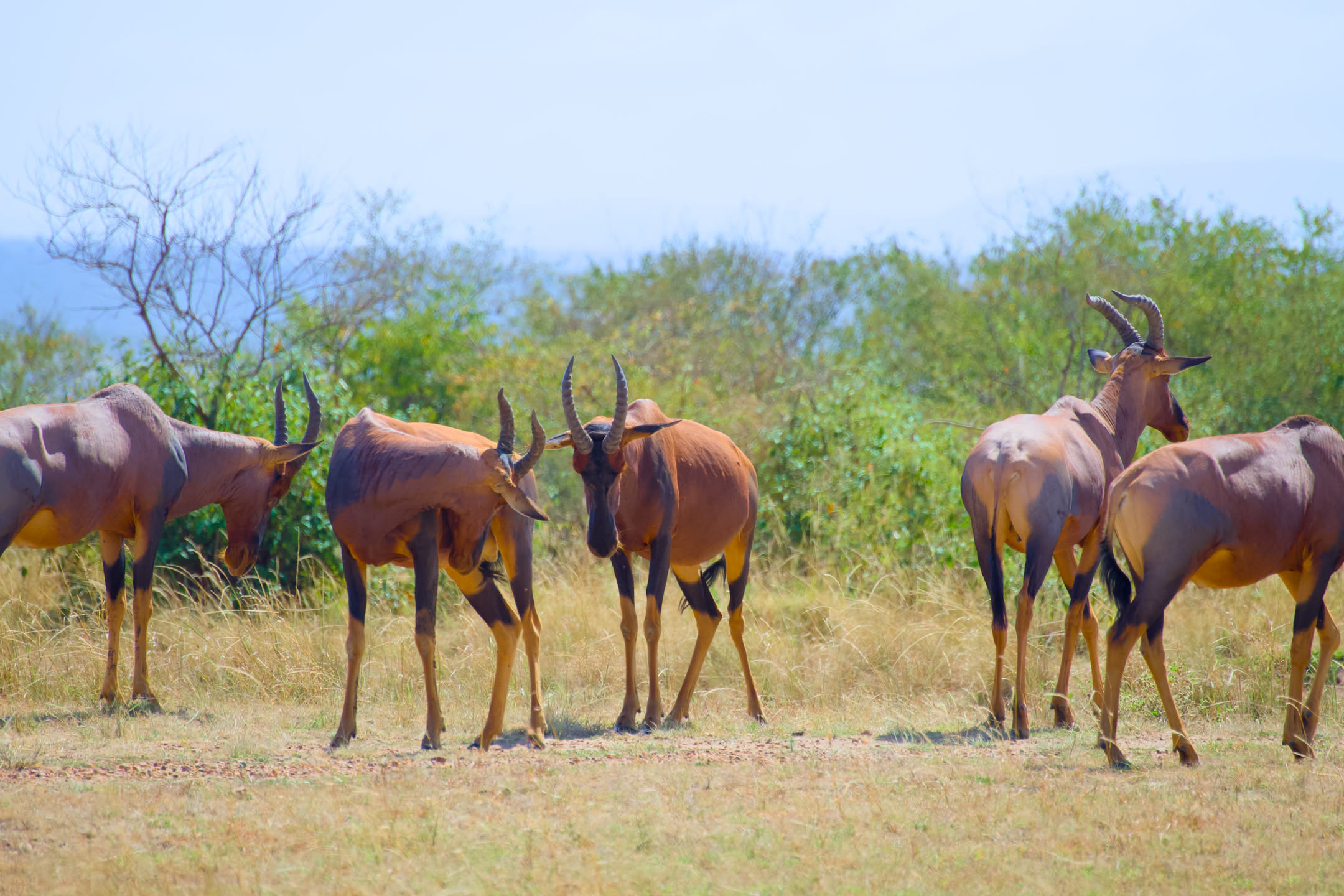 Masai Mara, photograph 9