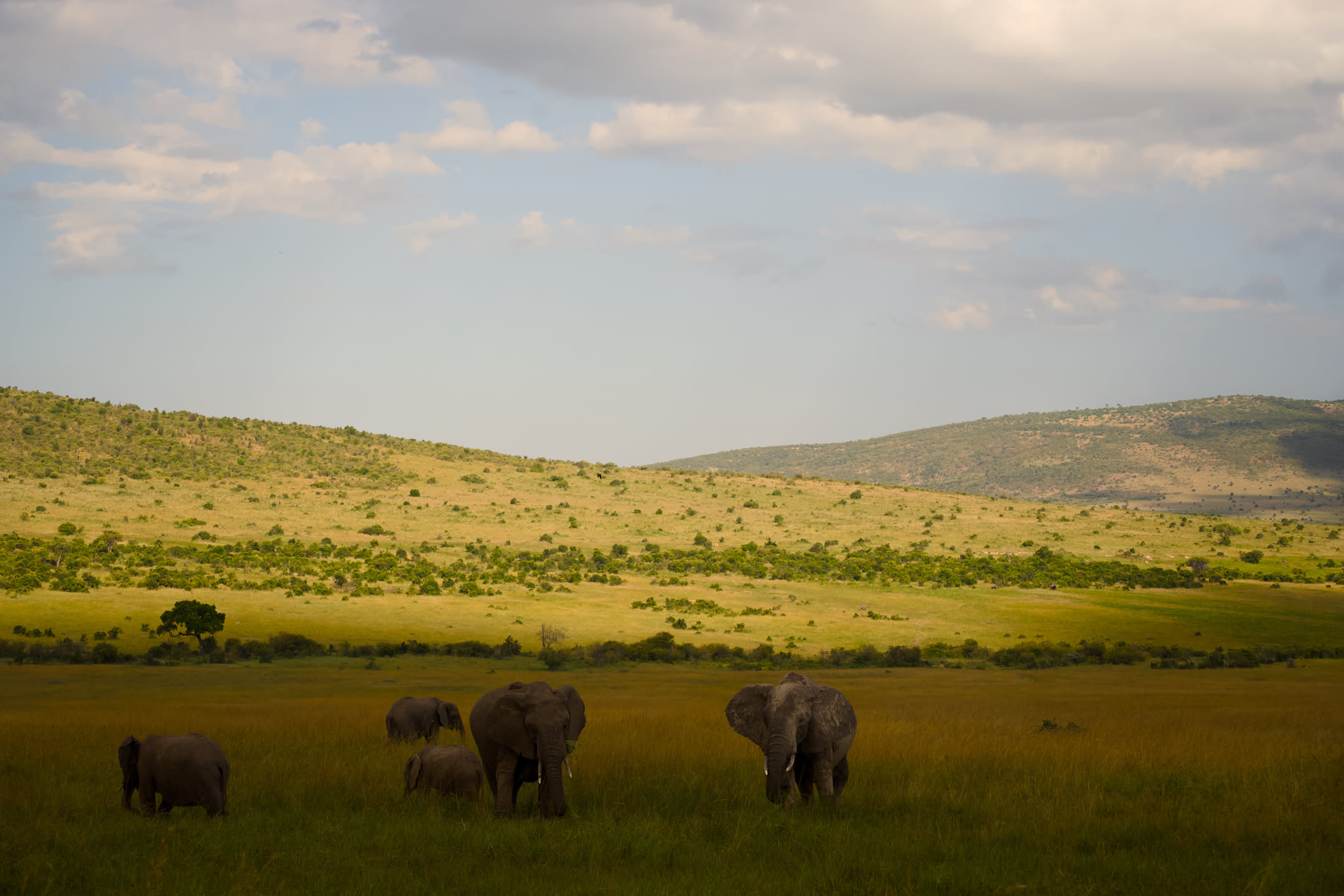 Masai Mara, photograph 76 of 187