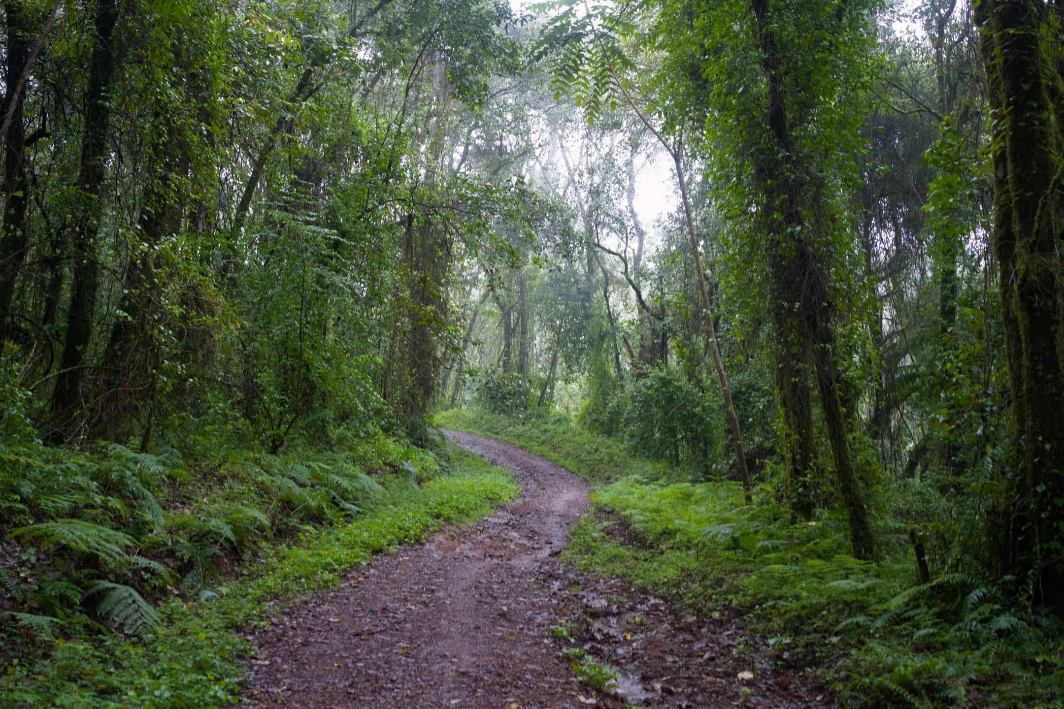 Kilimanjaro, photograph 30 of 45