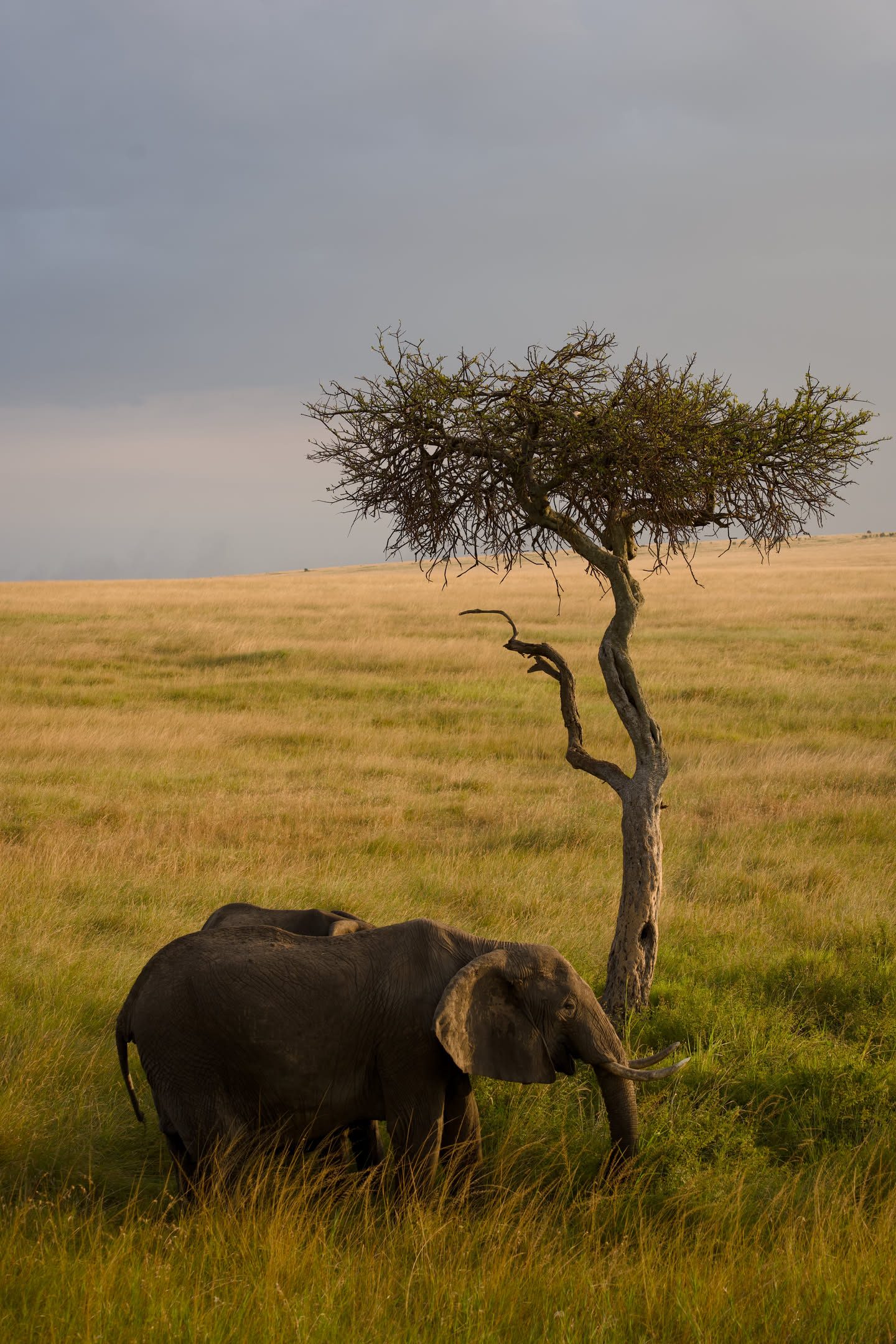 Masai Mara, photograph 172 of 187