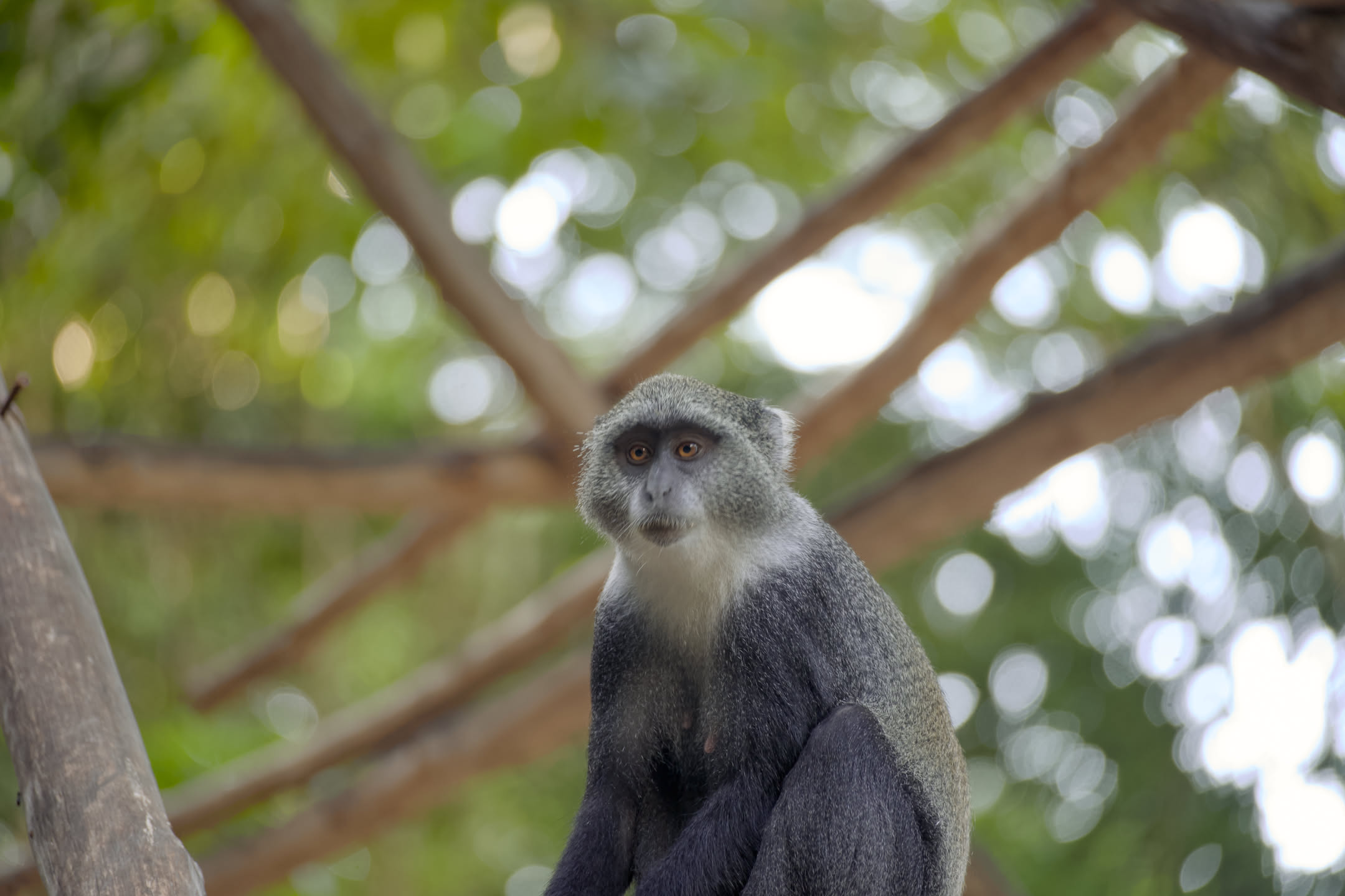 Zanzibar, photograph 50 of 61