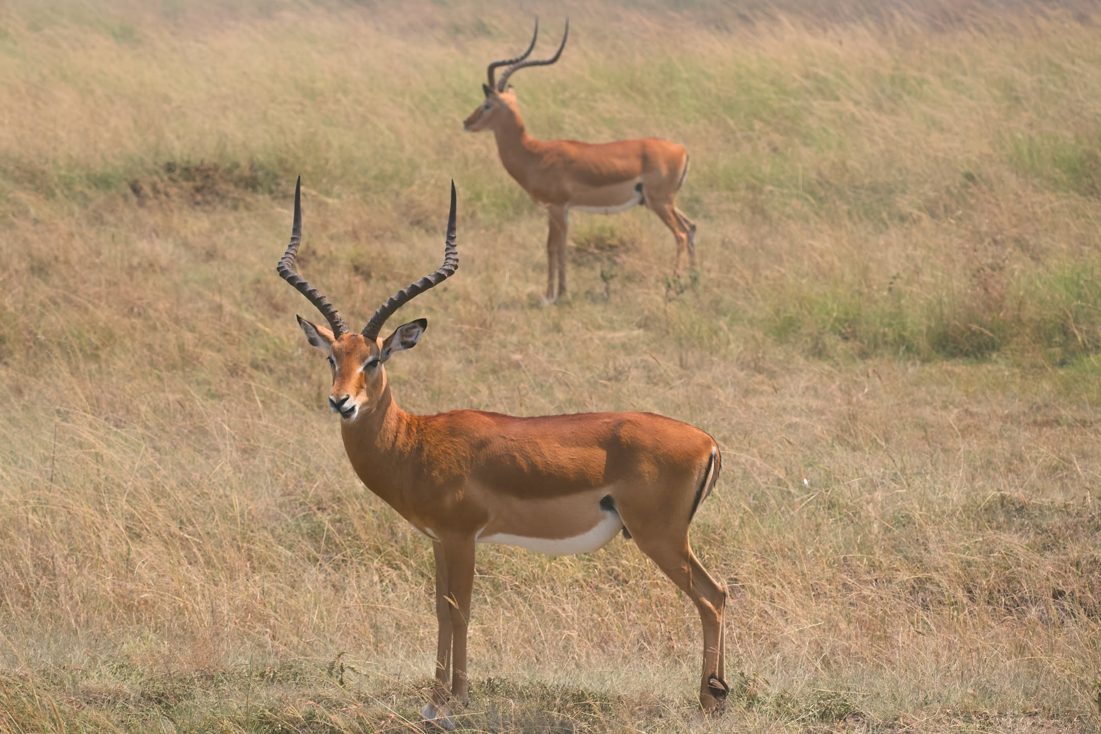 Masai Mara, photograph 126 of 187
