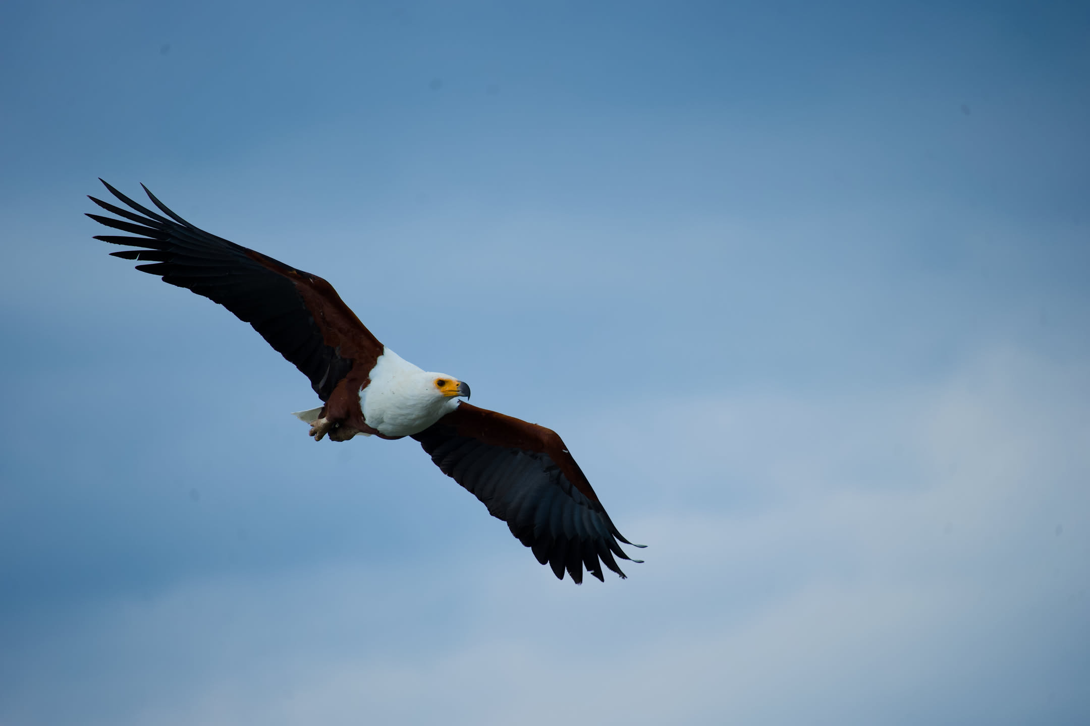 Masai Mara, photograph 6