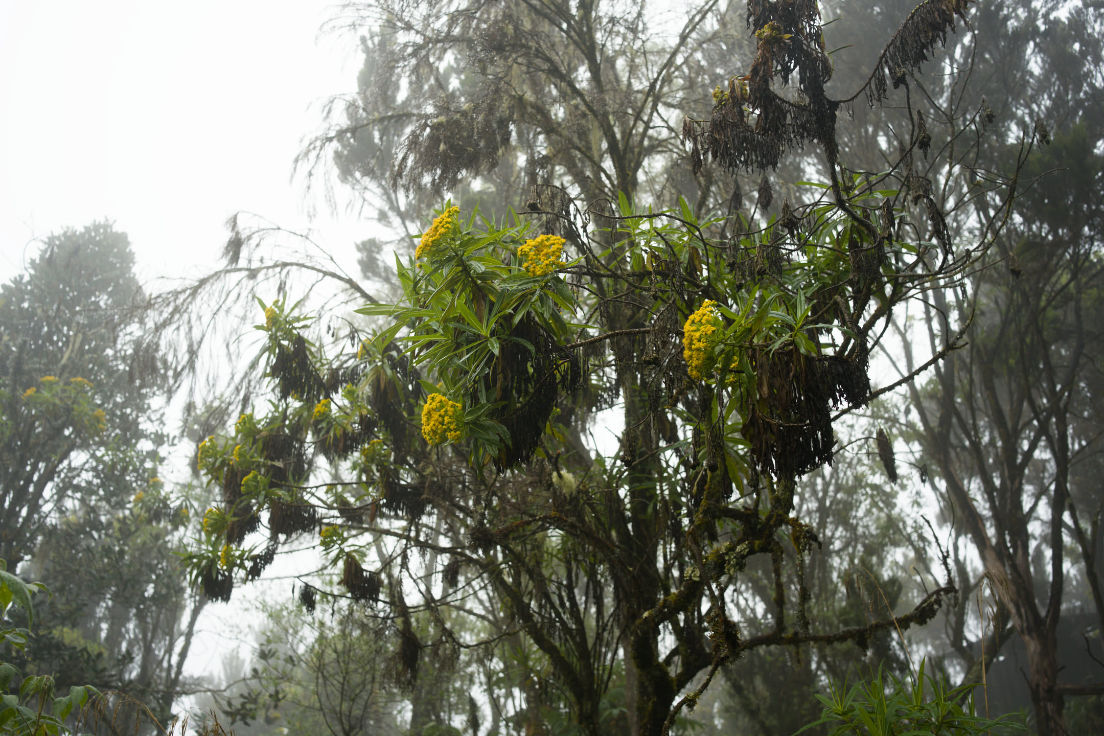 Kilimanjaro, photograph 22 of 45