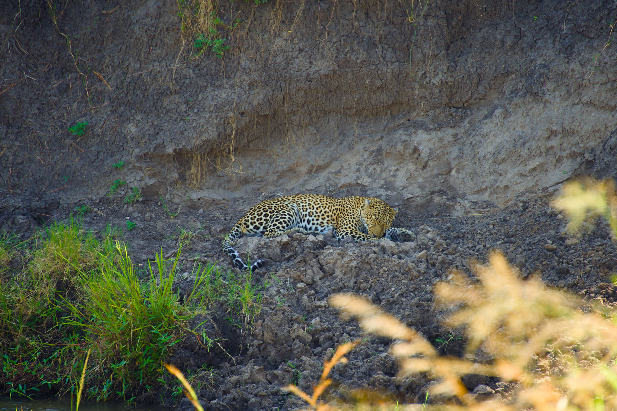 Masai Mara, photograph 140 of 187