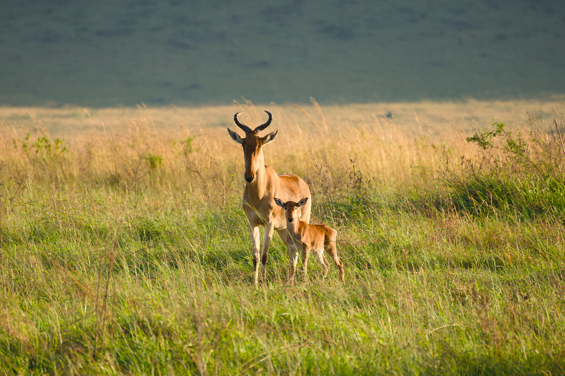 Masai Mara, photograph 3