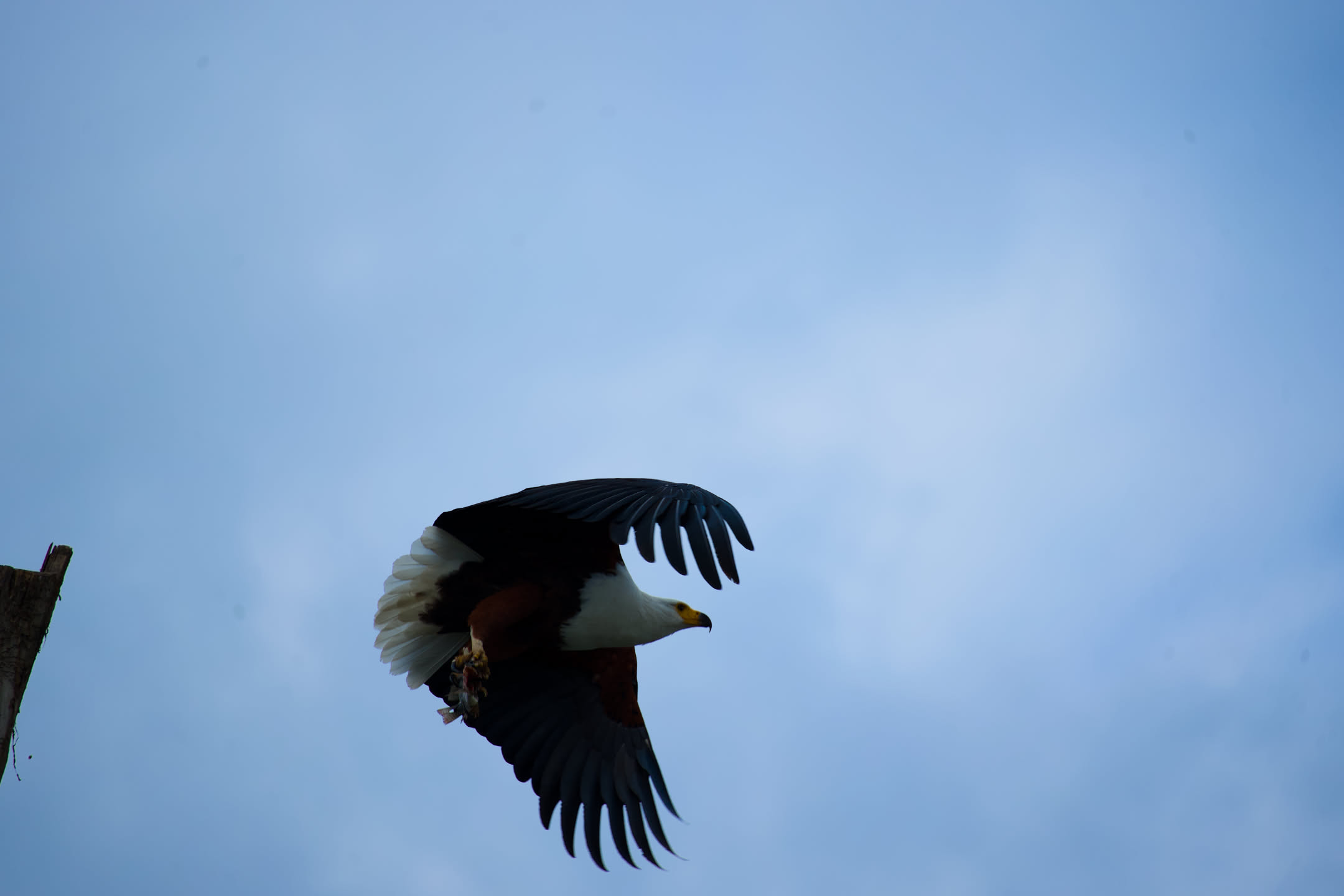 Masai Mara, photograph 2