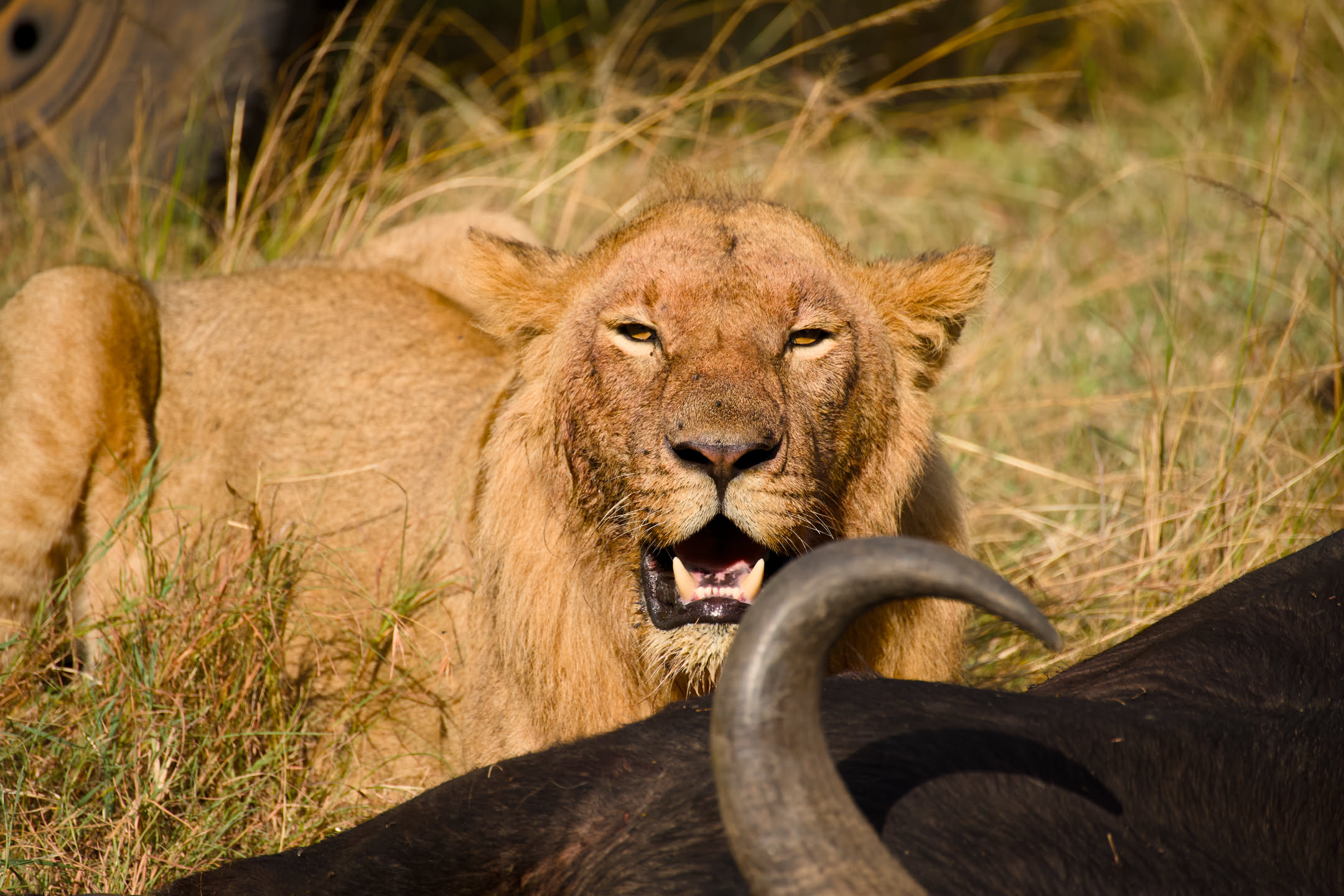 Masai Mara, photograph 85 of 187
