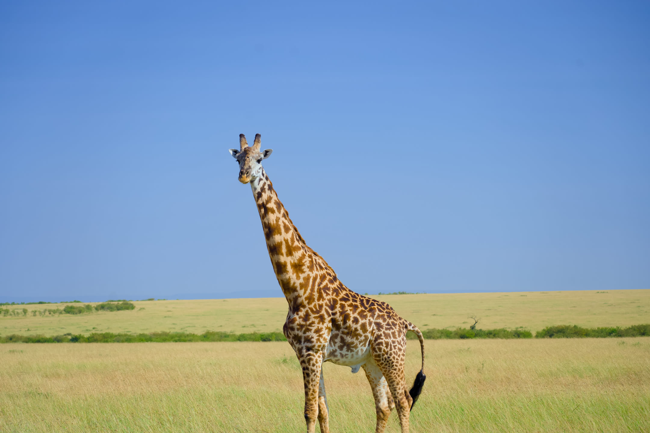 Masai Mara, photograph 1