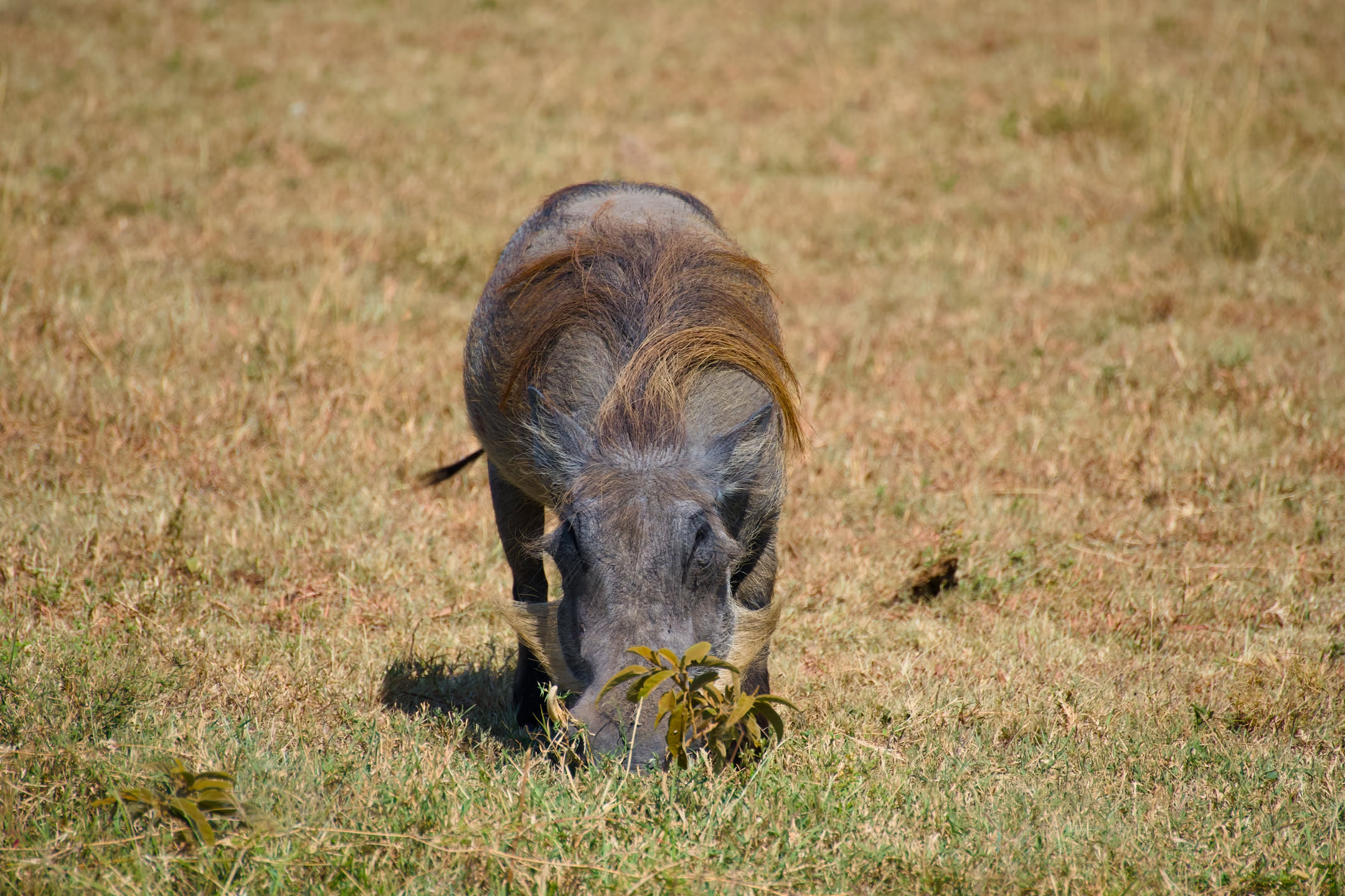 Masai Mara, photograph 131 of 187