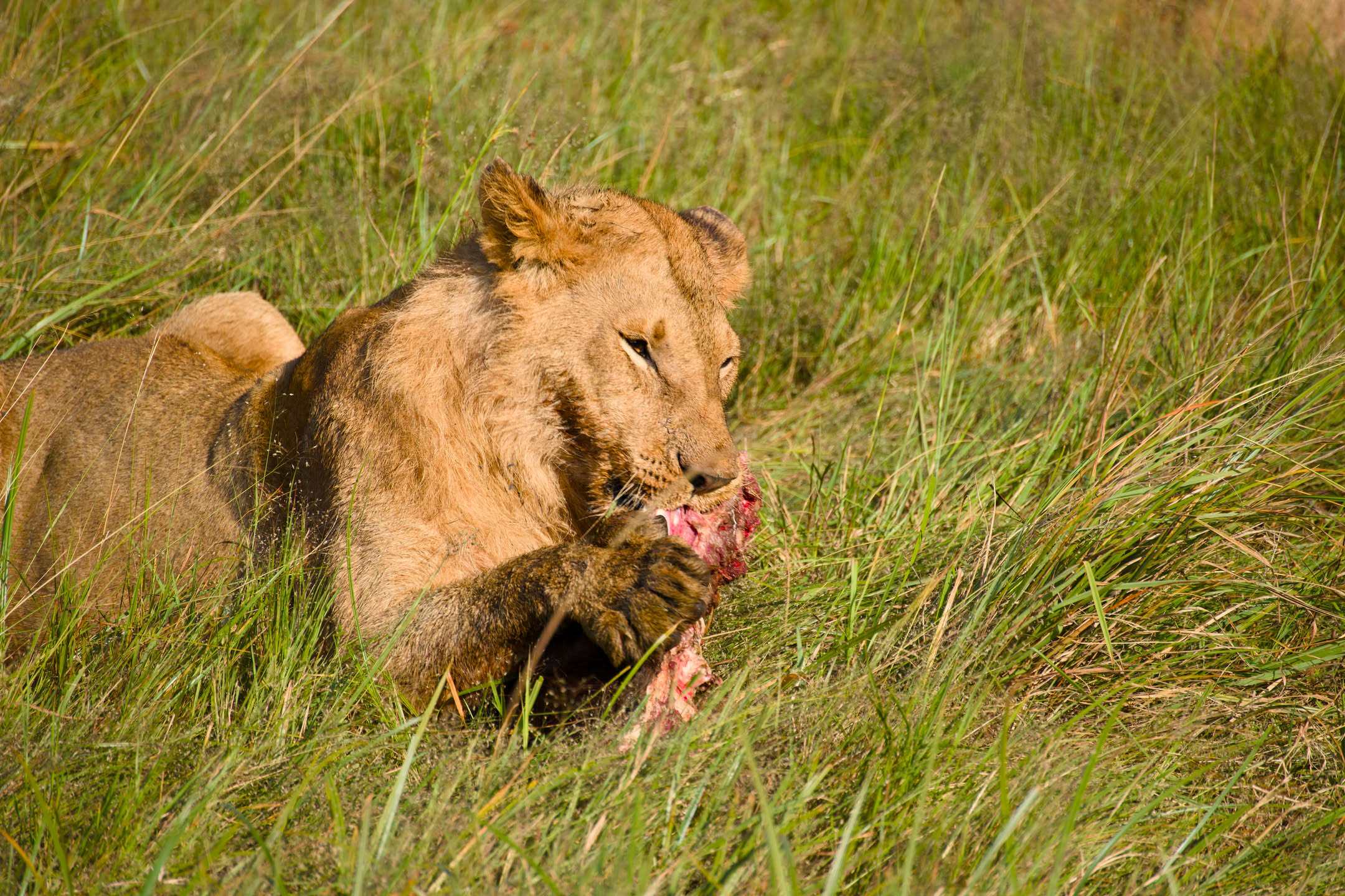 Masai Mara, photograph 146 of 187
