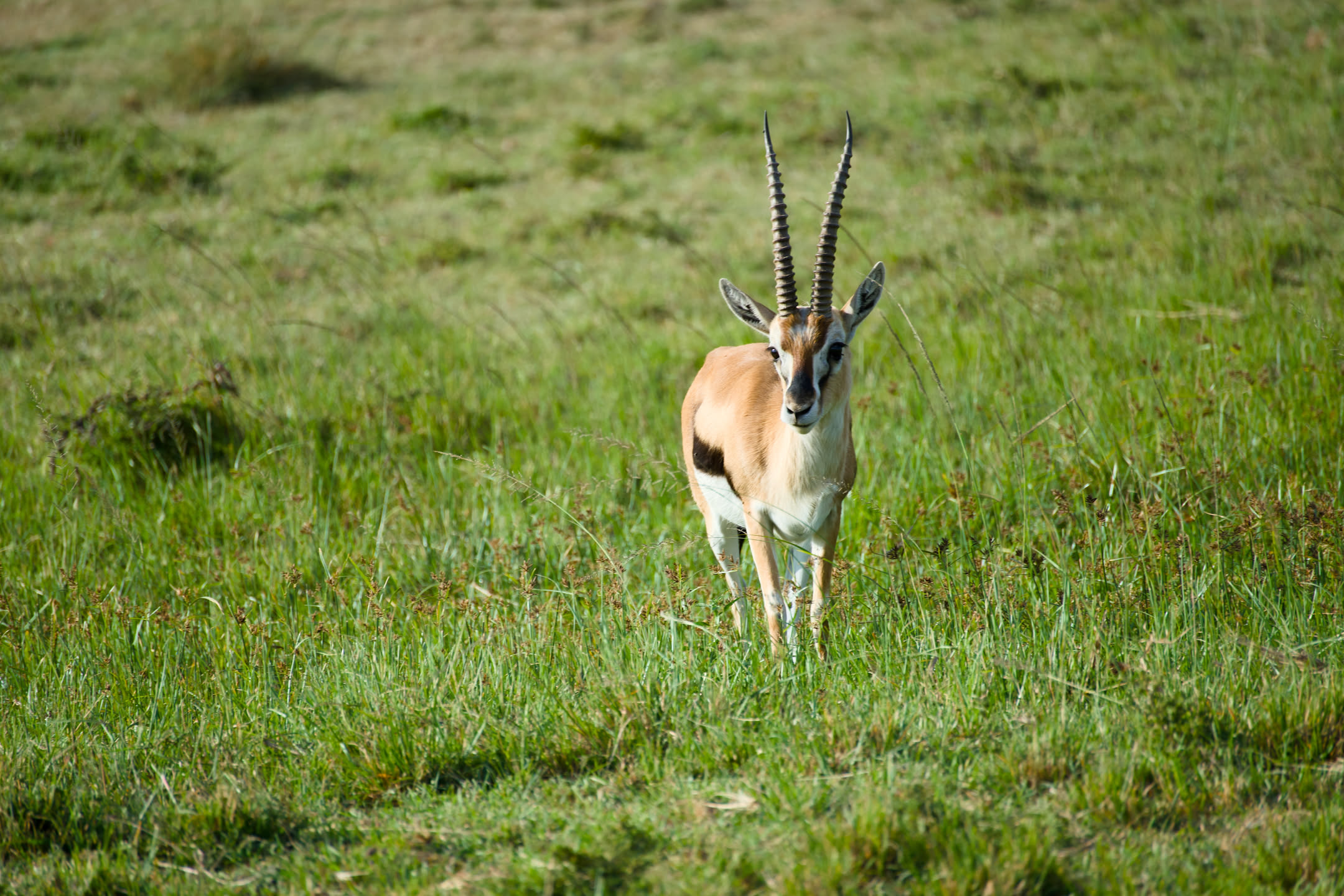Masai Mara, photograph 183 of 187