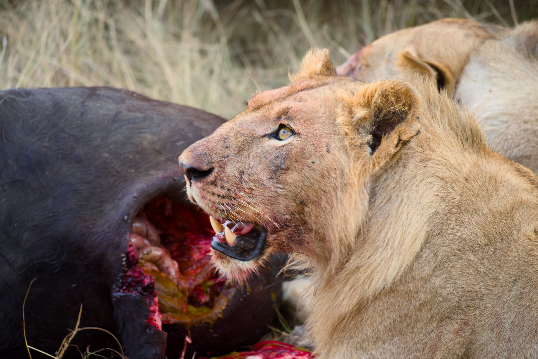 Masai Mara, photograph 96 of 187