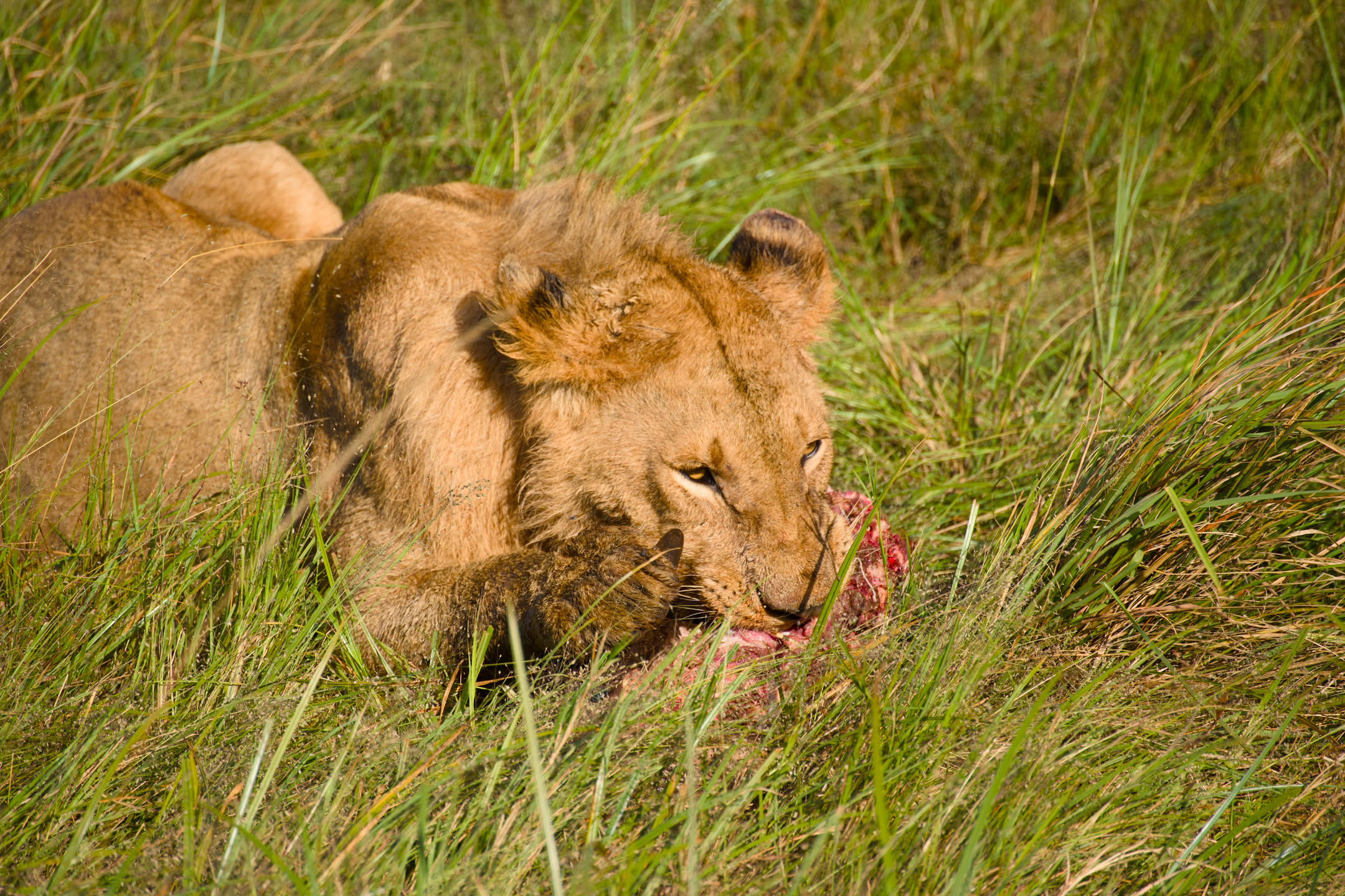 Masai Mara, photograph 145 of 187
