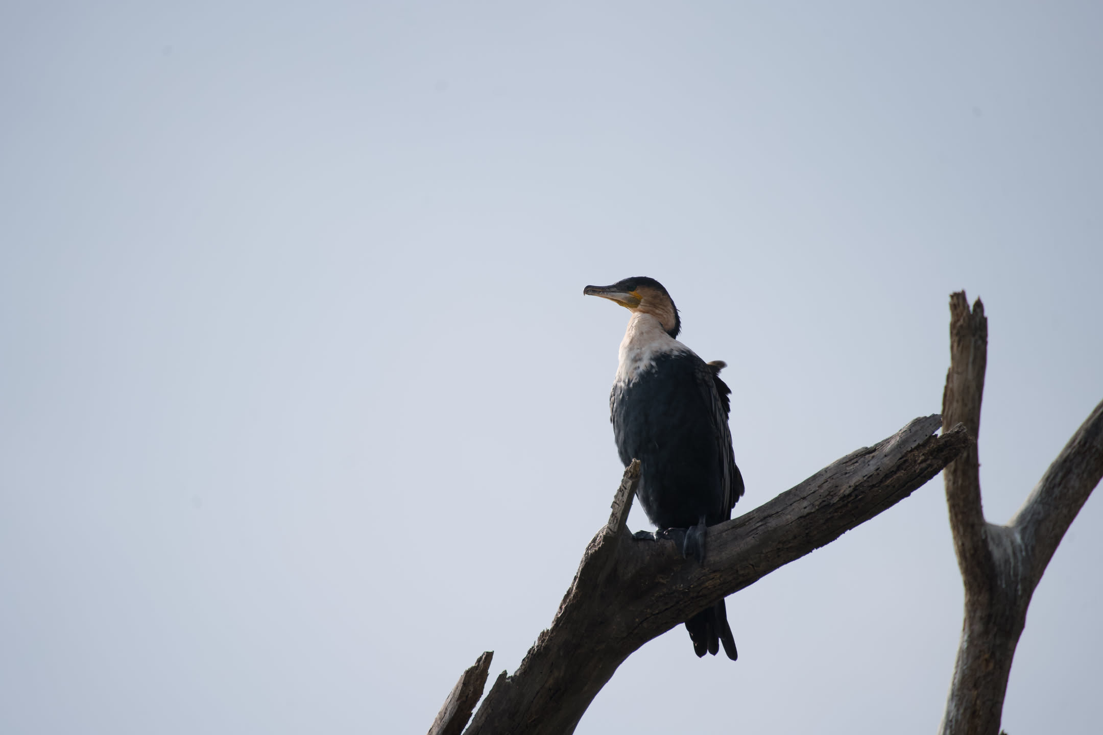 Masai Mara, photograph 12 of 187