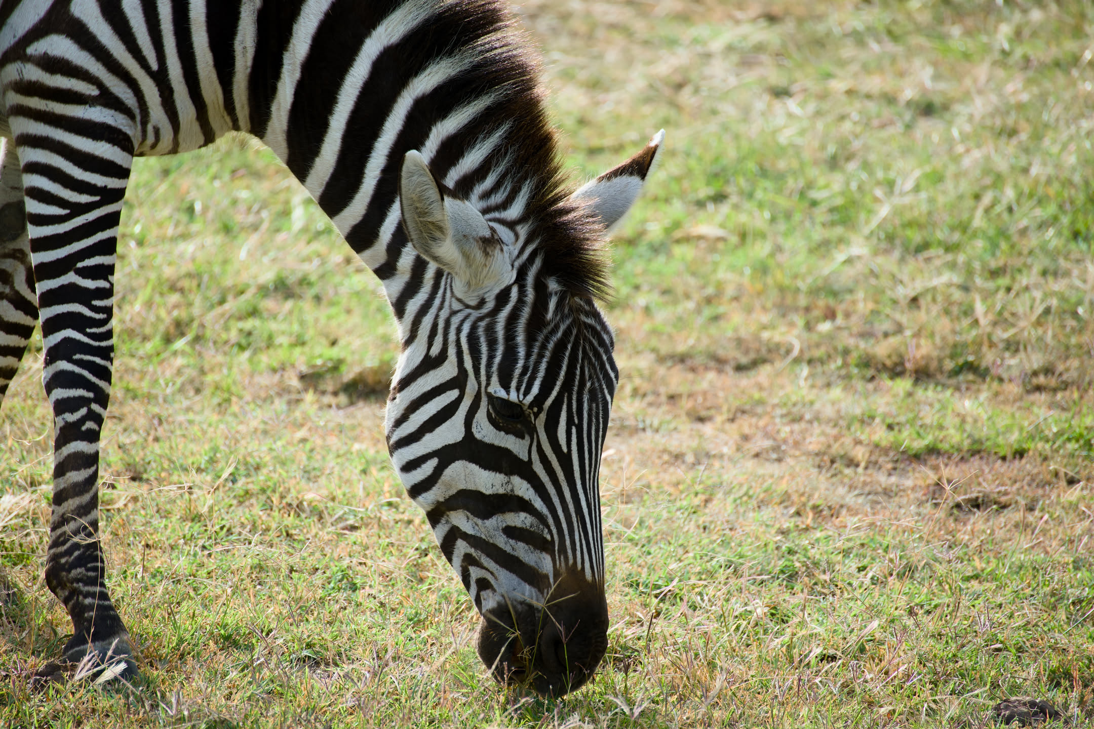 Masai Mara, photograph 185 of 187