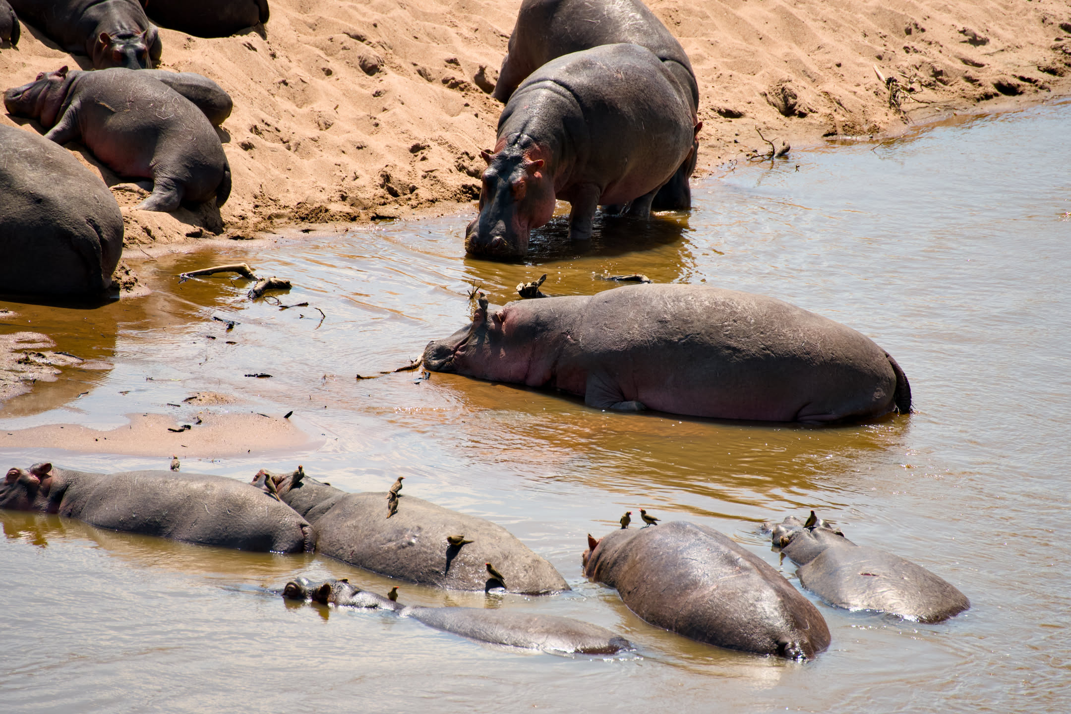 Masai Mara, photograph 120 of 187