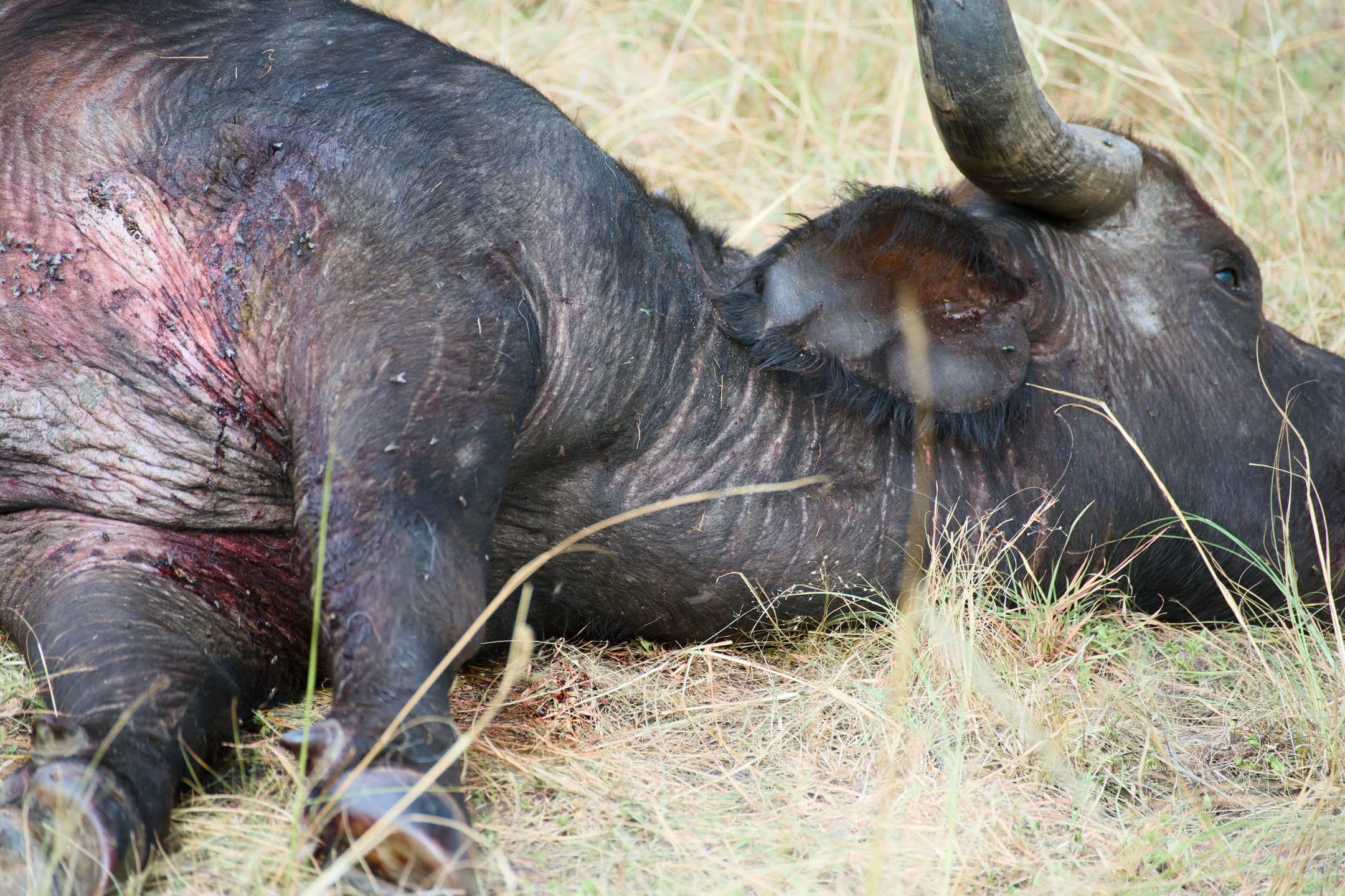 Masai Mara, photograph 88 of 187