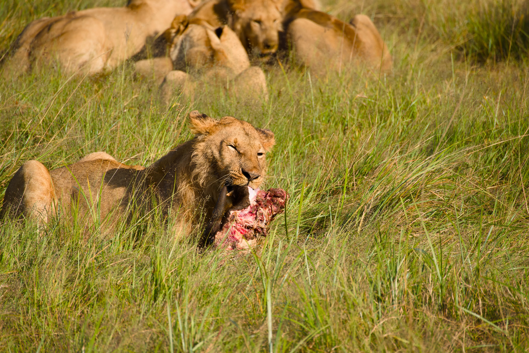 Masai Mara, photograph 147 of 187