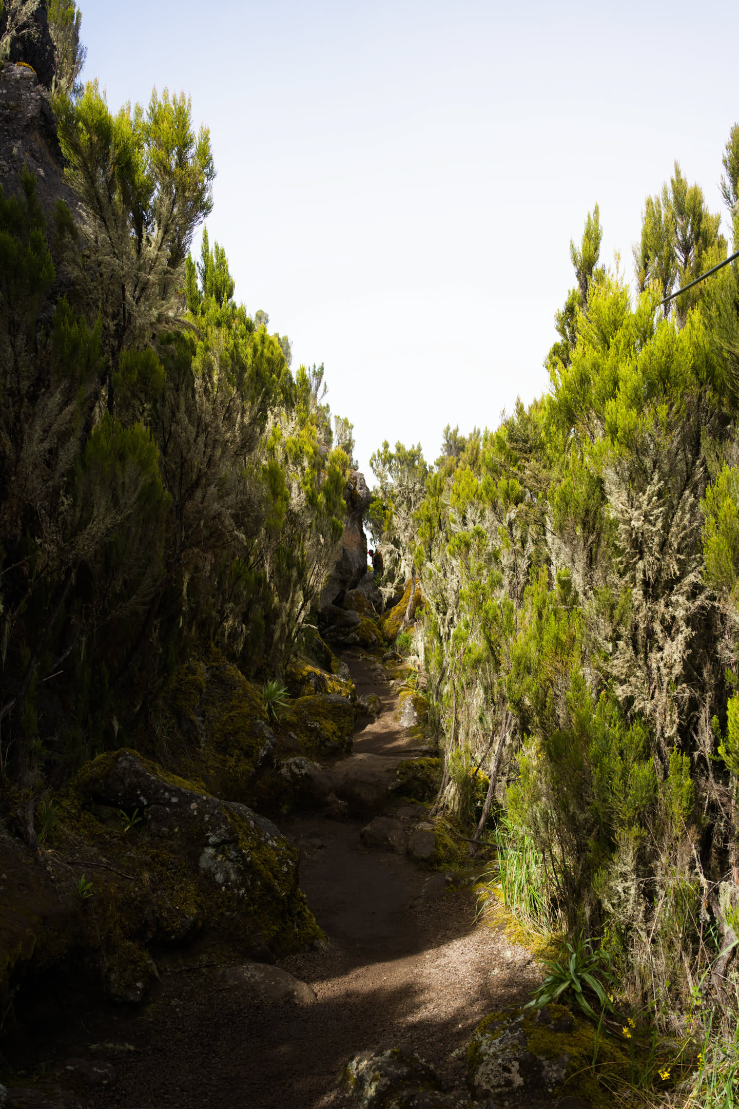 Kilimanjaro, photograph 18 of 45
