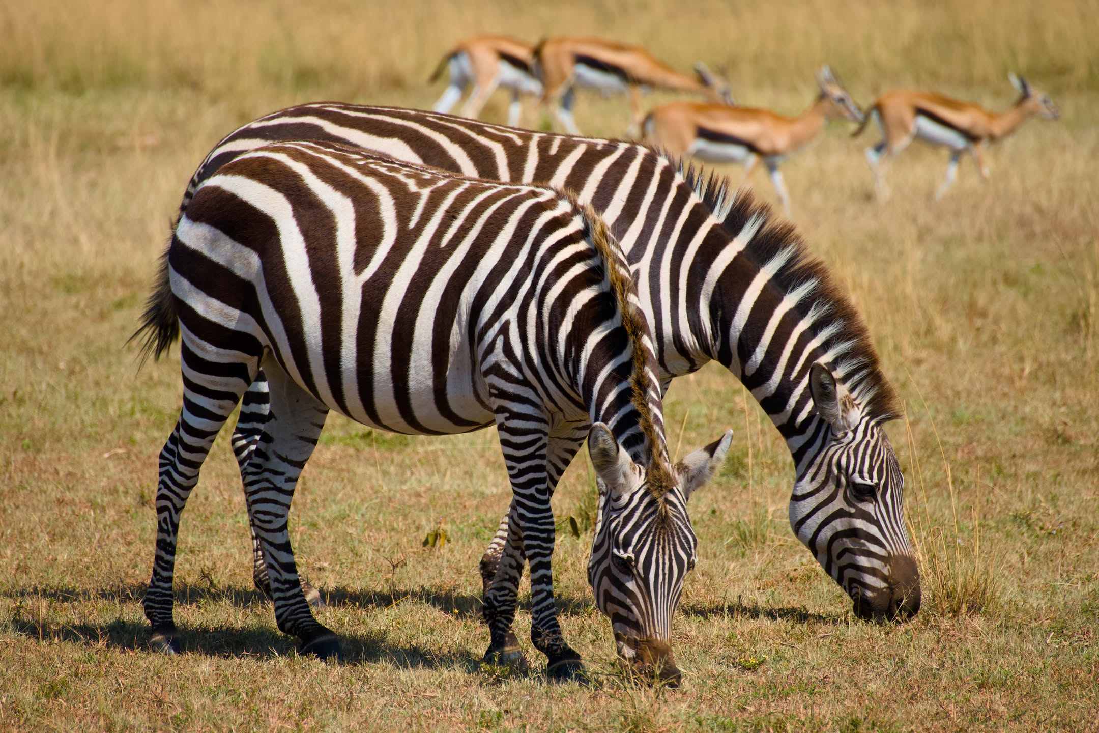Masai Mara, photograph 130 of 187