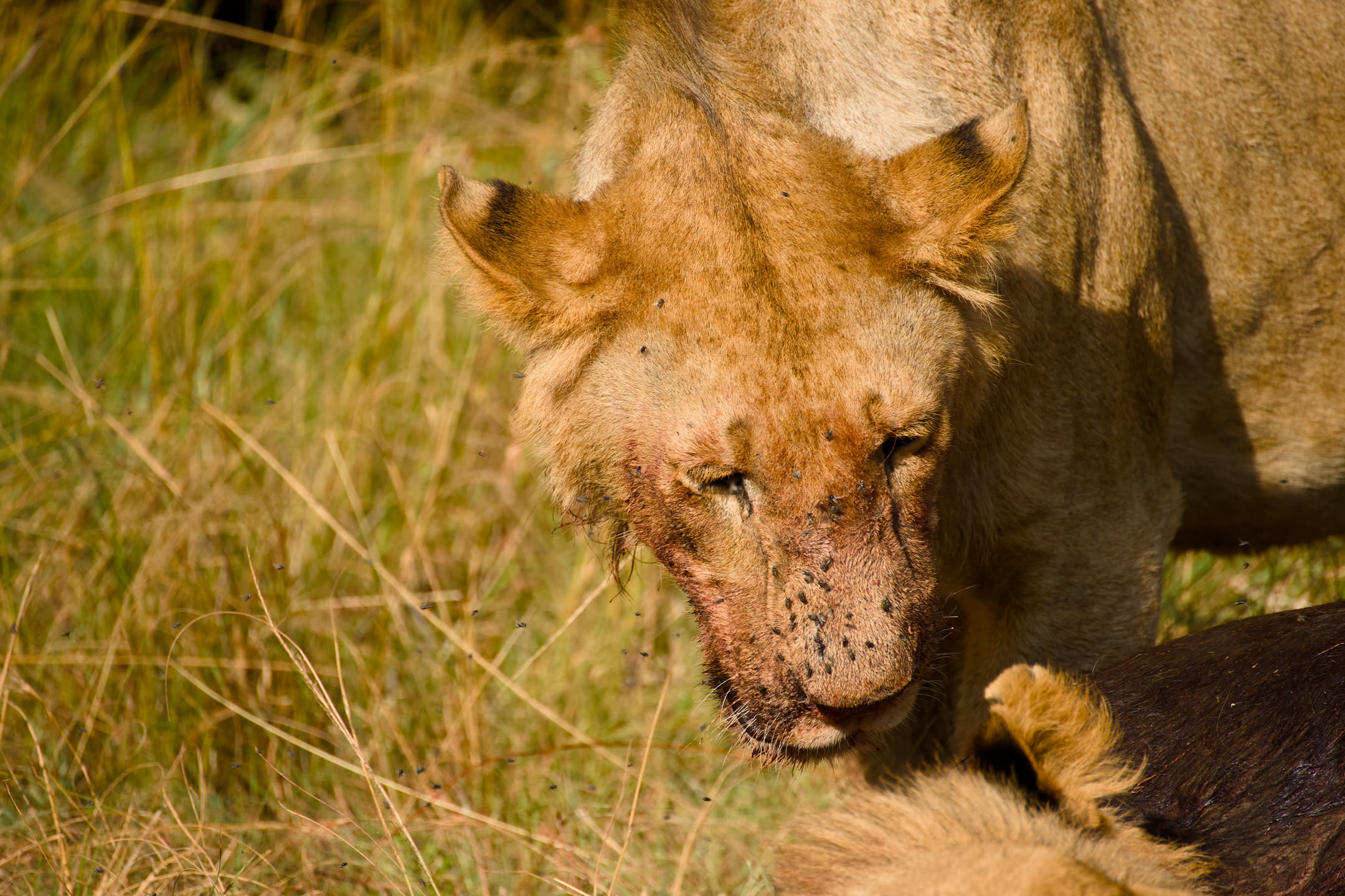 Masai Mara, photograph 6