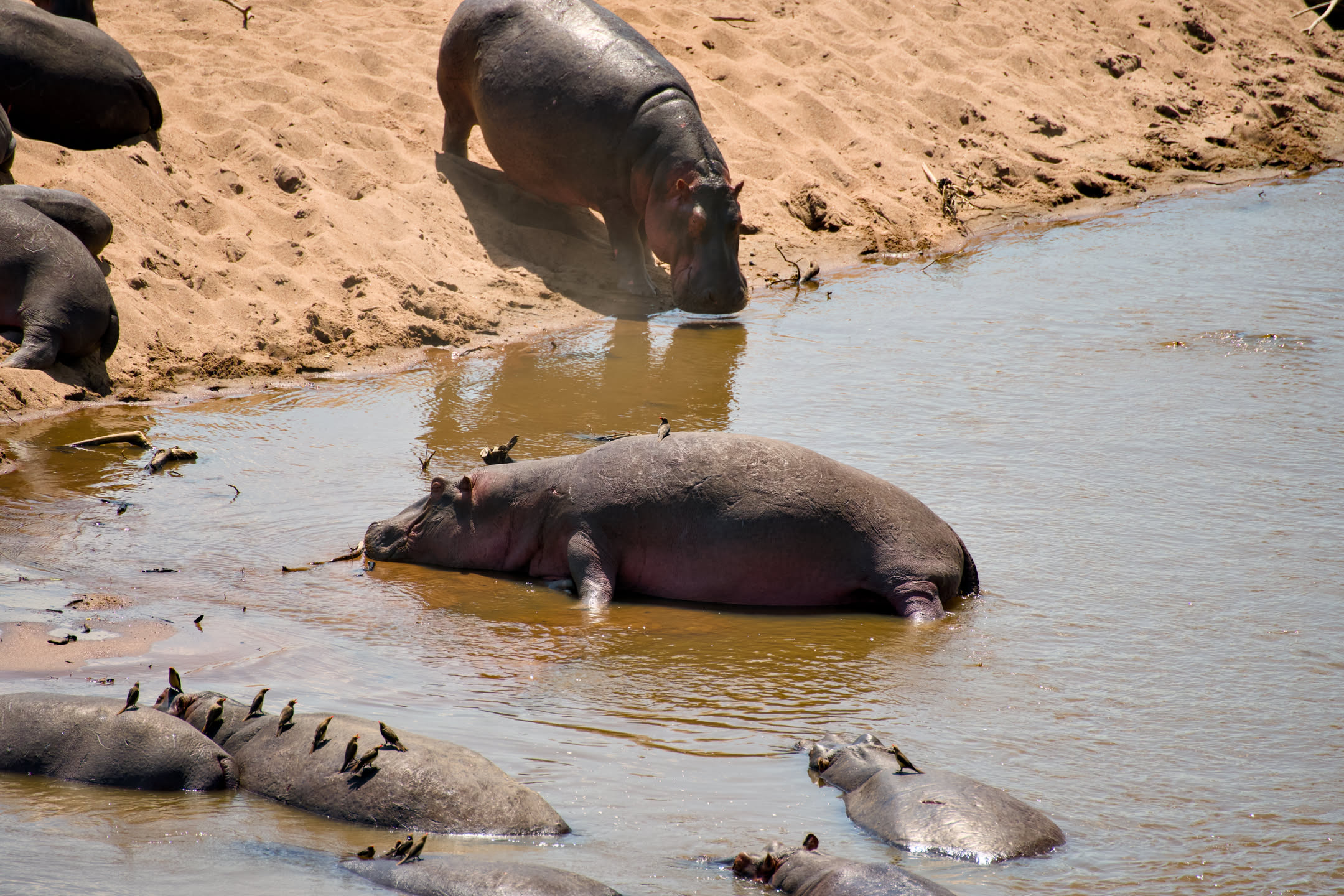 Masai Mara, photograph 123 of 187