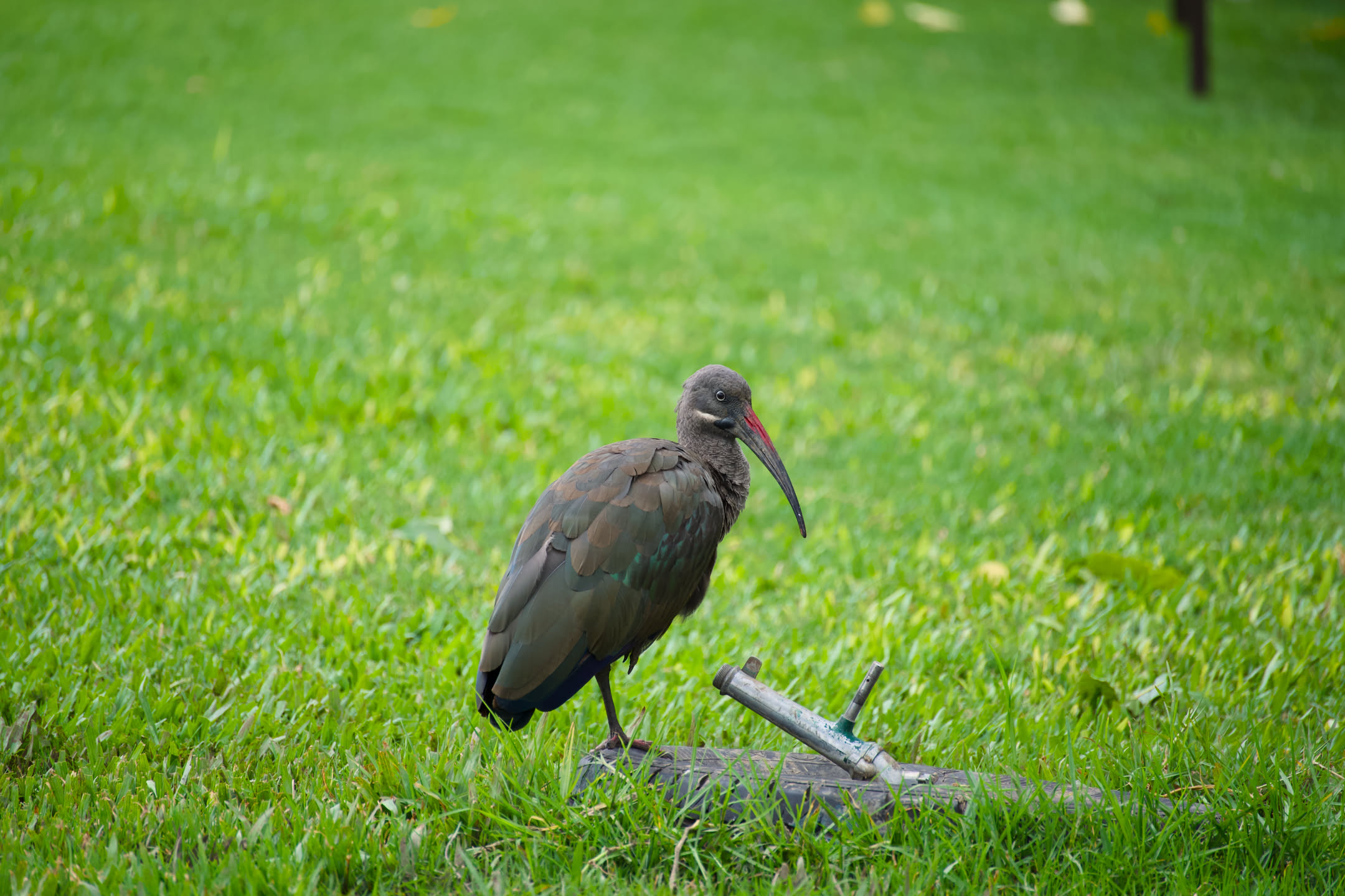 Masai Mara, photograph 1