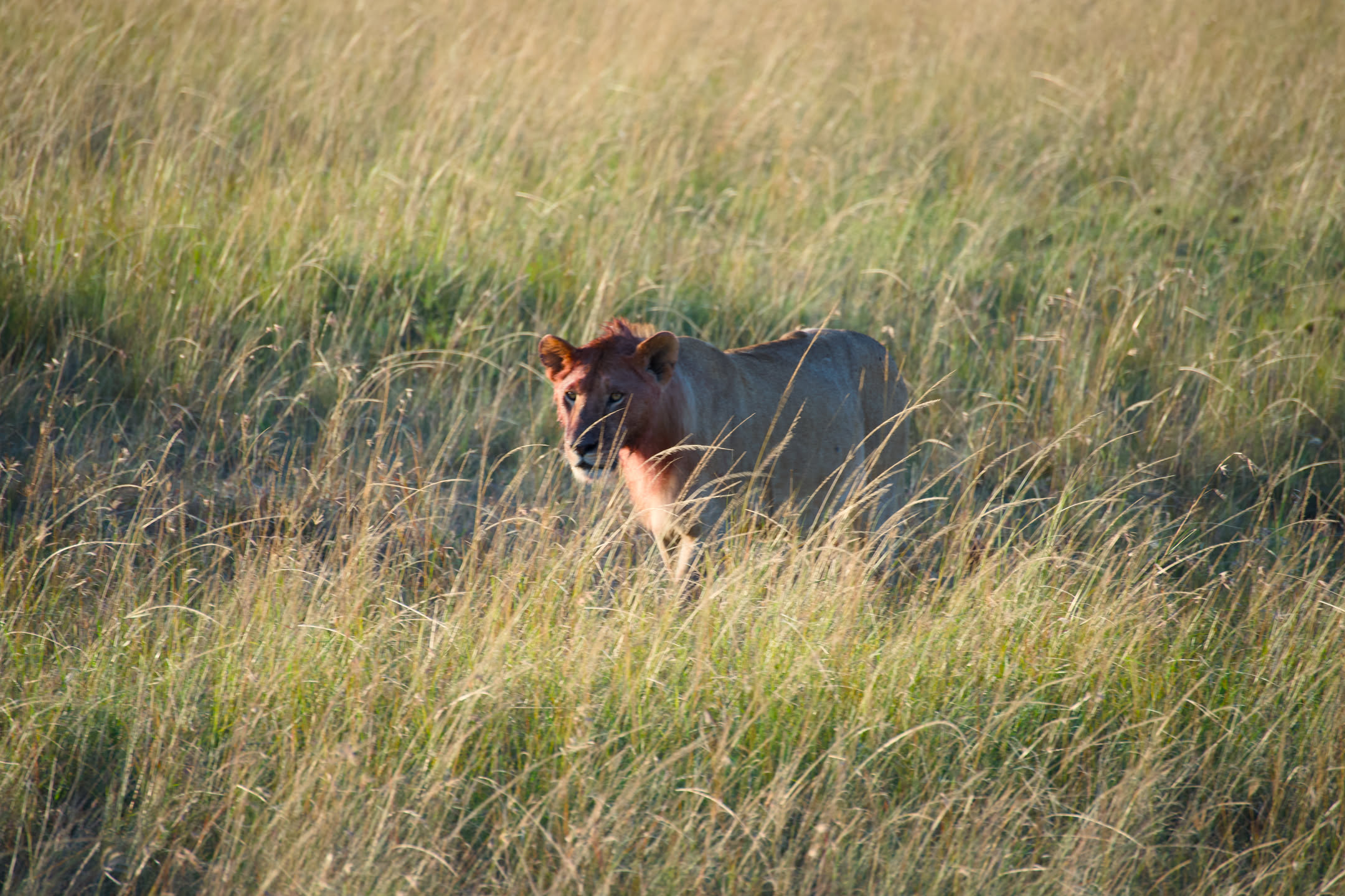 Masai Mara, photograph 1
