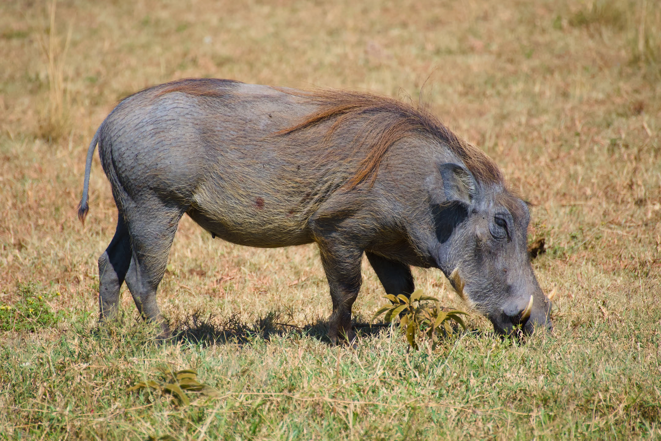 Masai Mara, photograph 1