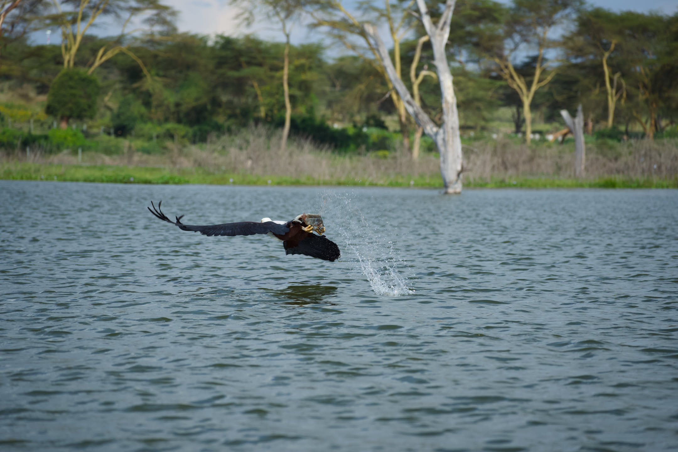 Masai Mara, photograph 5