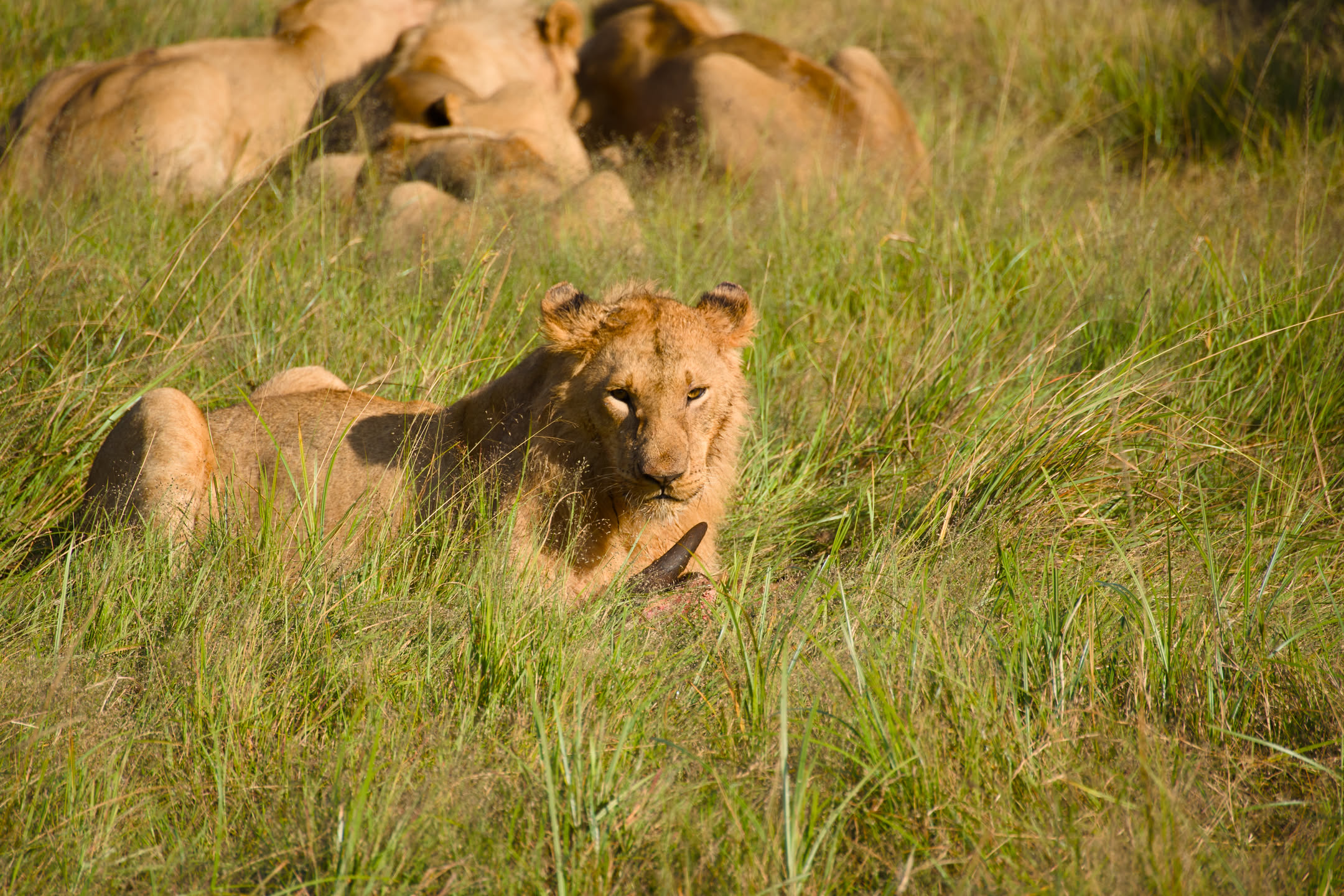 Masai Mara, photograph 148 of 187