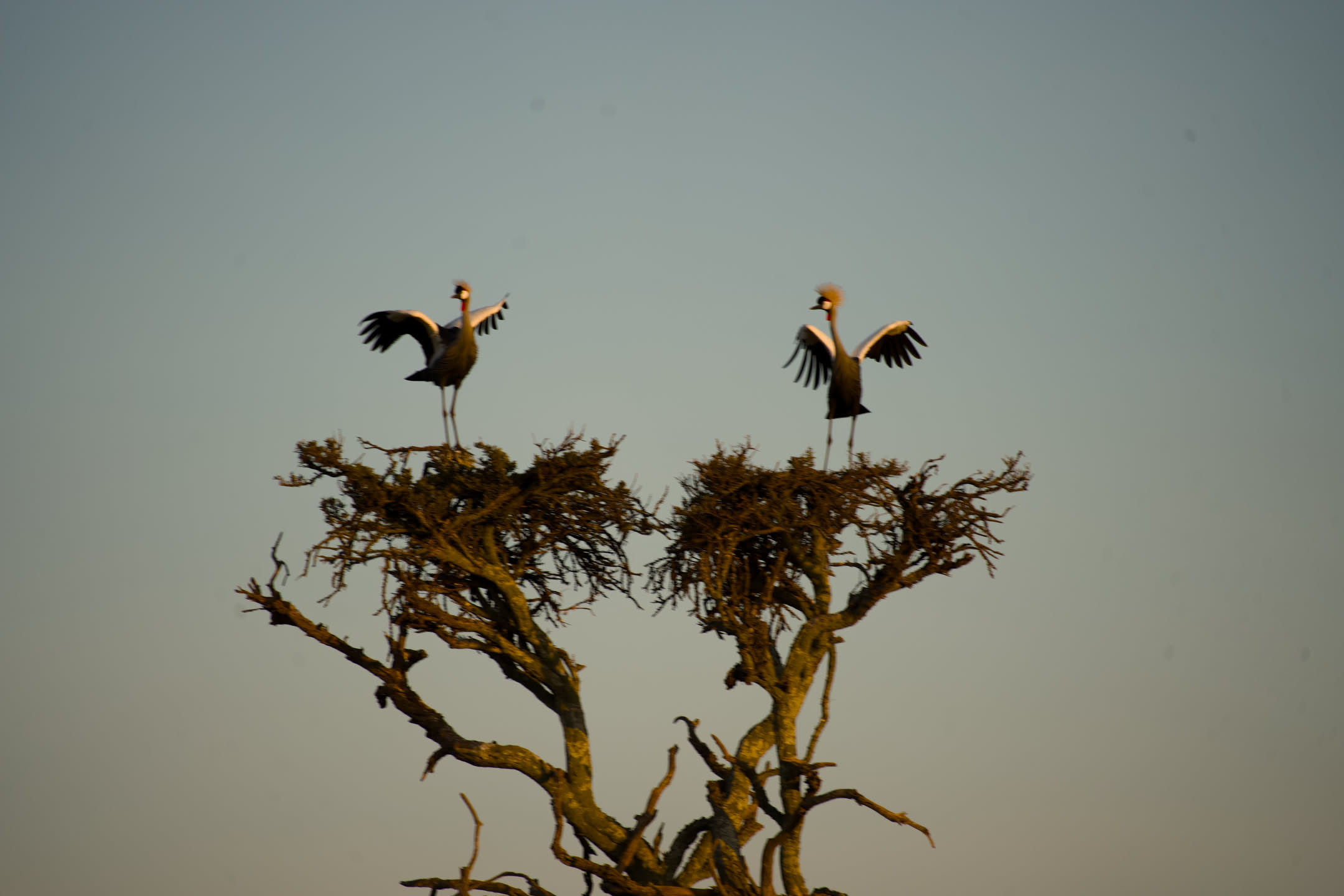 Masai Mara, photograph 57 of 187