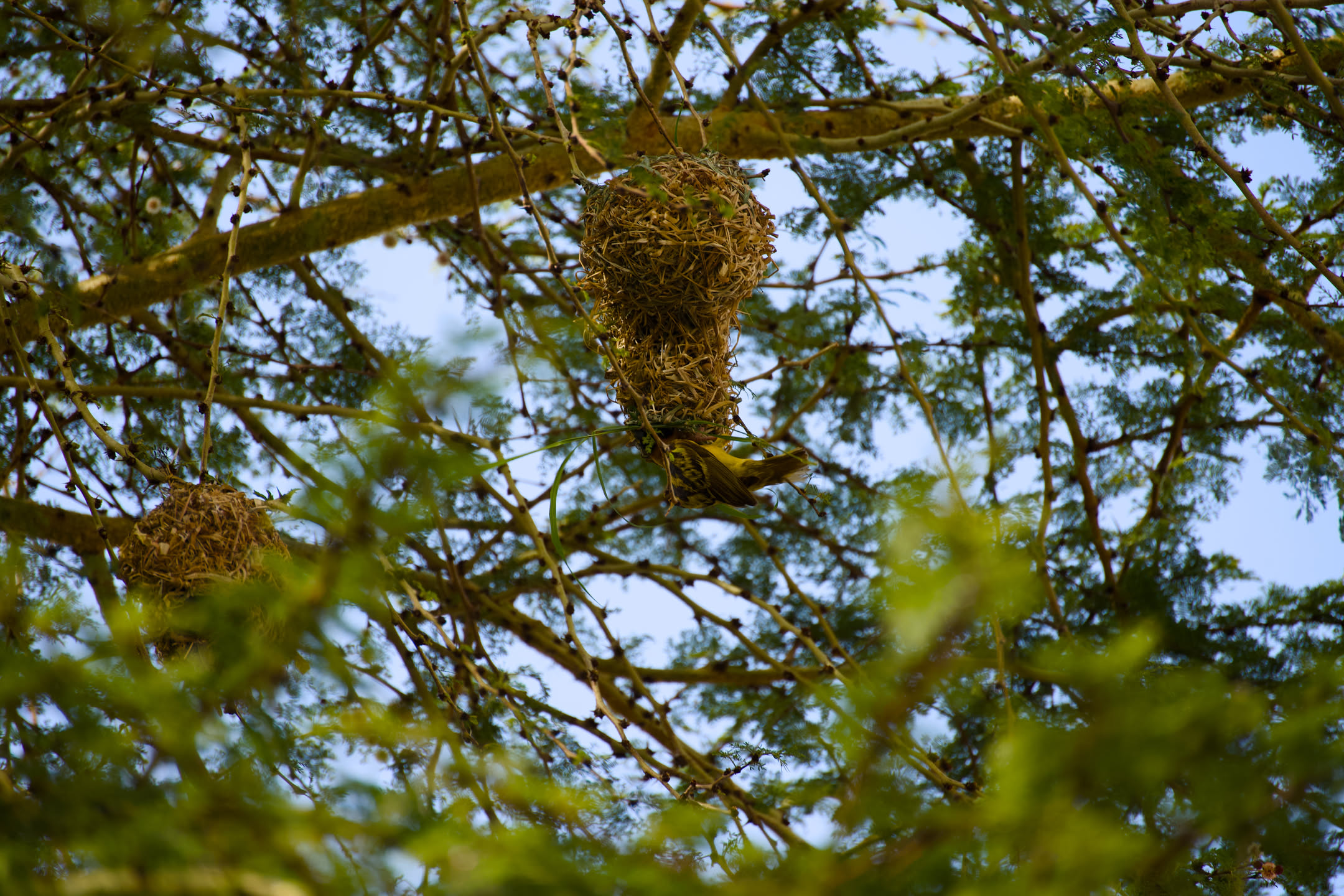 Masai Mara, photograph 43 of 187