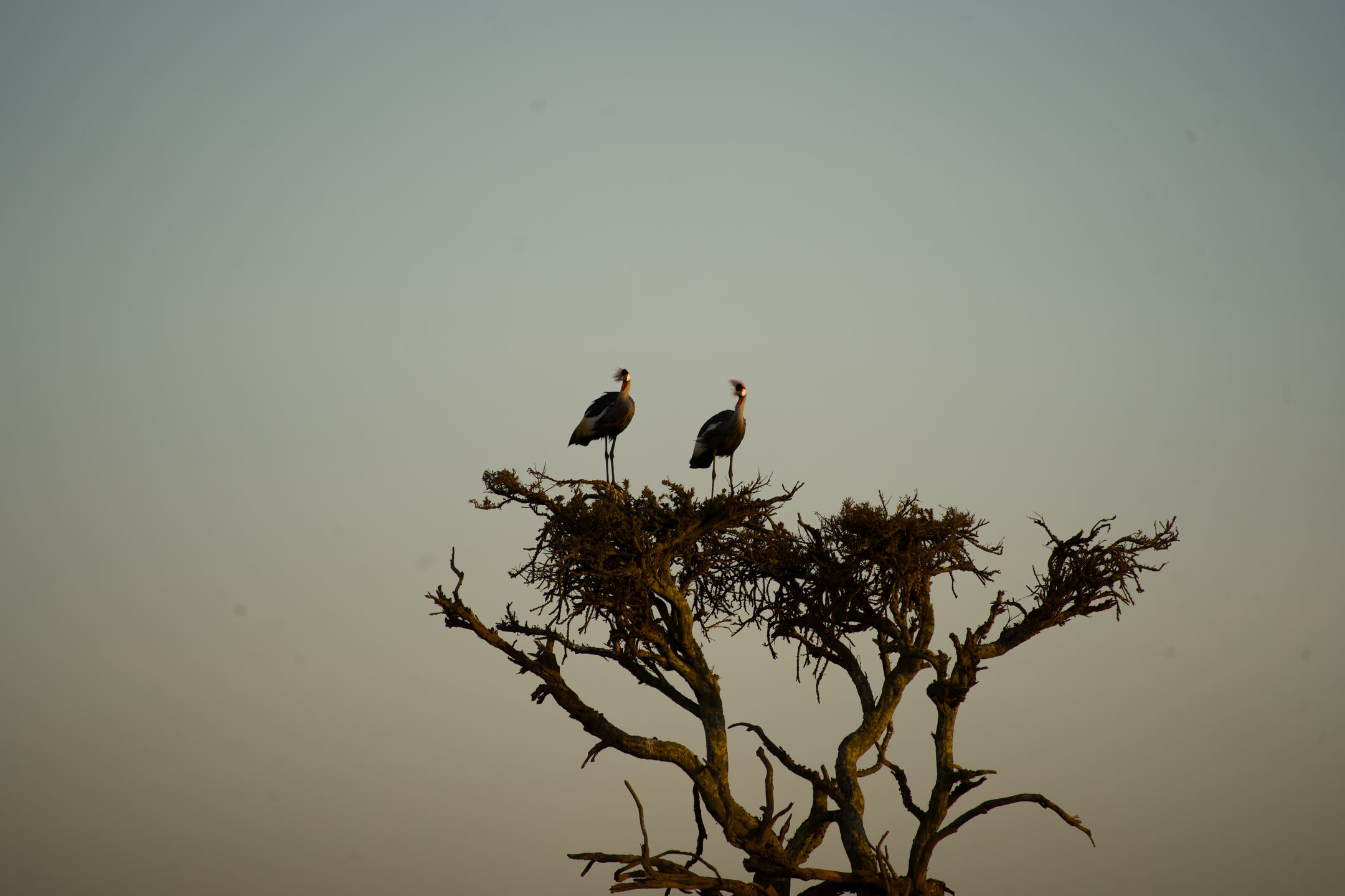 Masai Mara, photograph 59 of 187