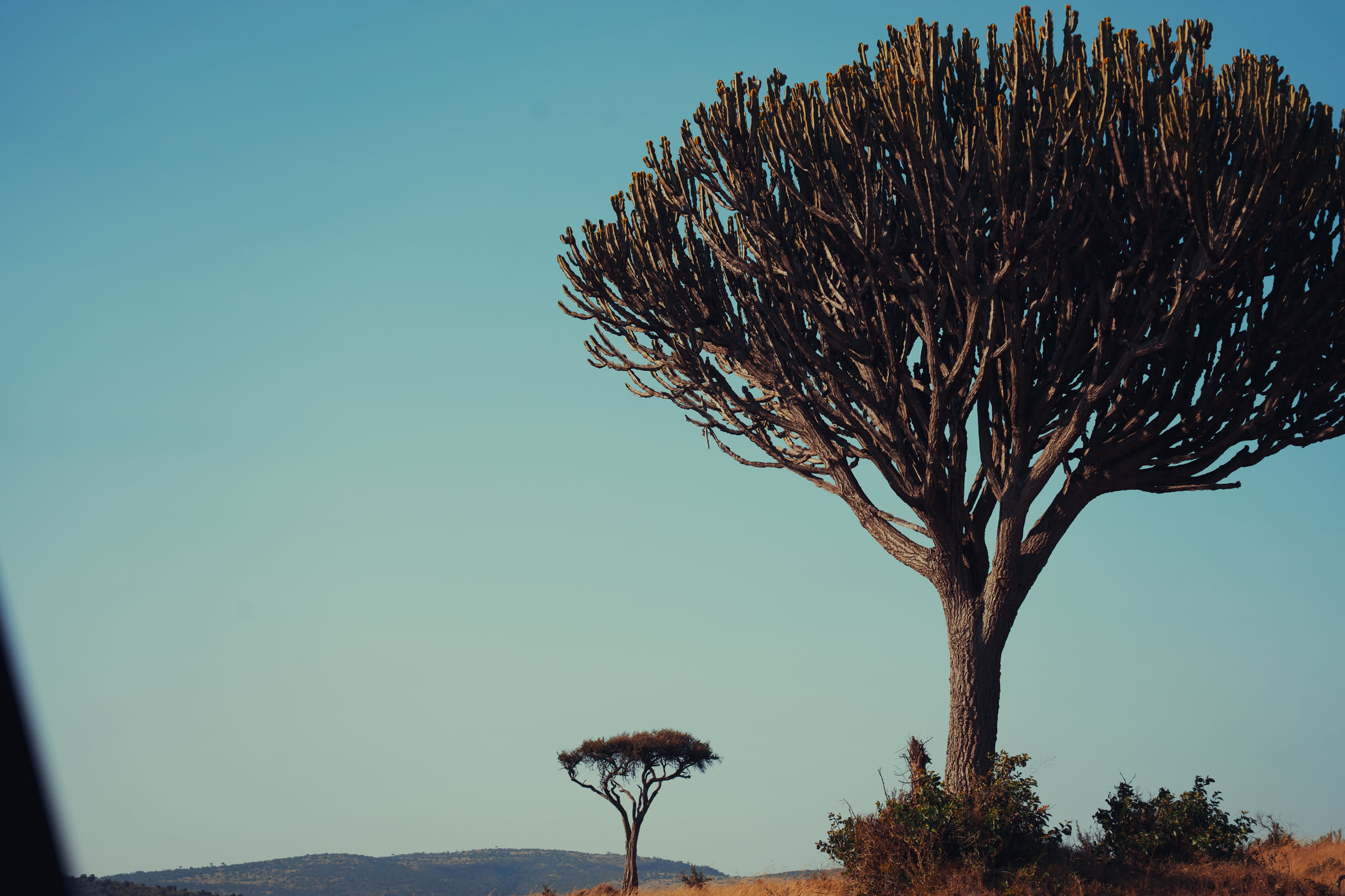 Masai Mara, photograph 150 of 187