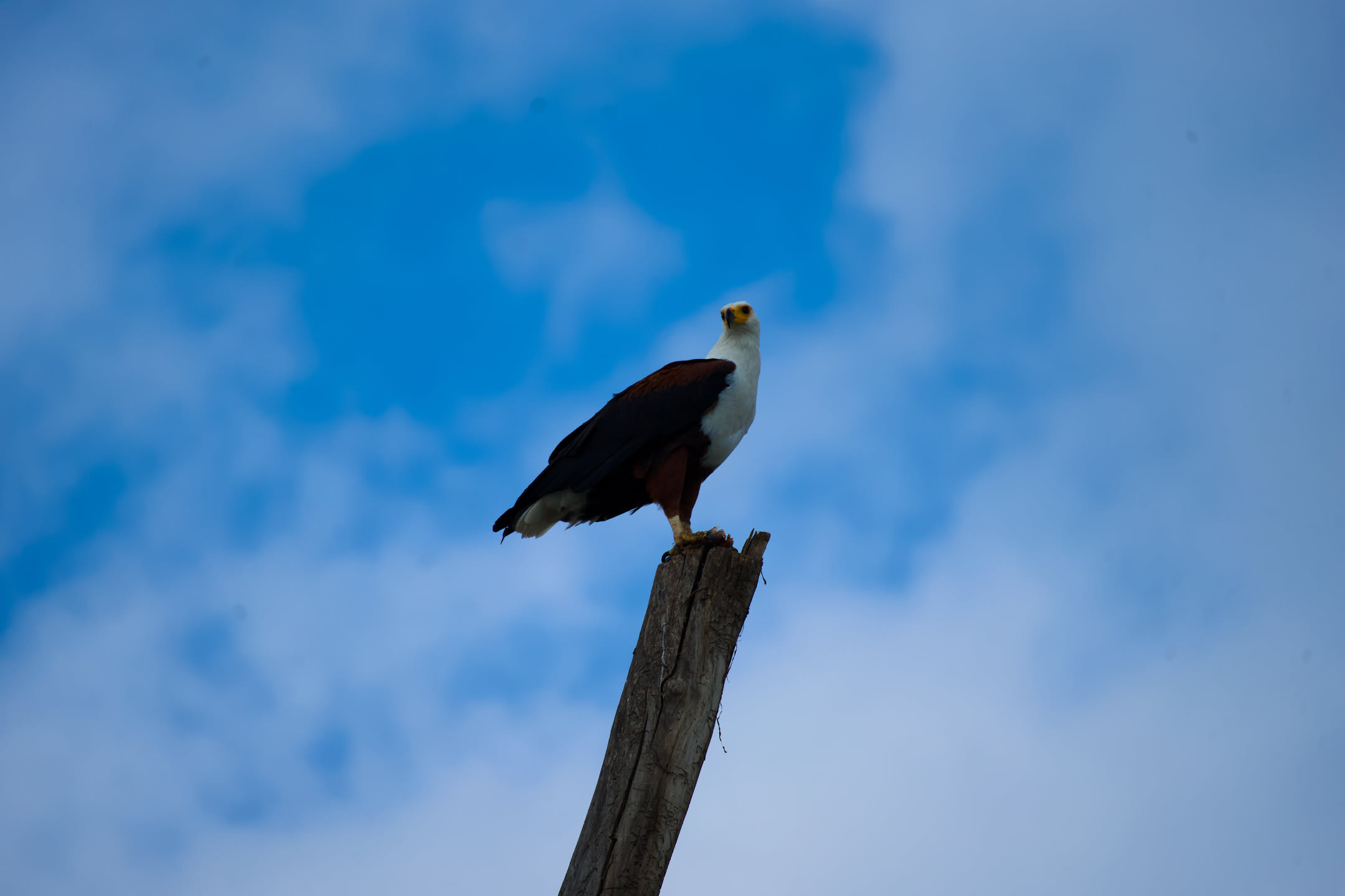 Masai Mara, photograph 2