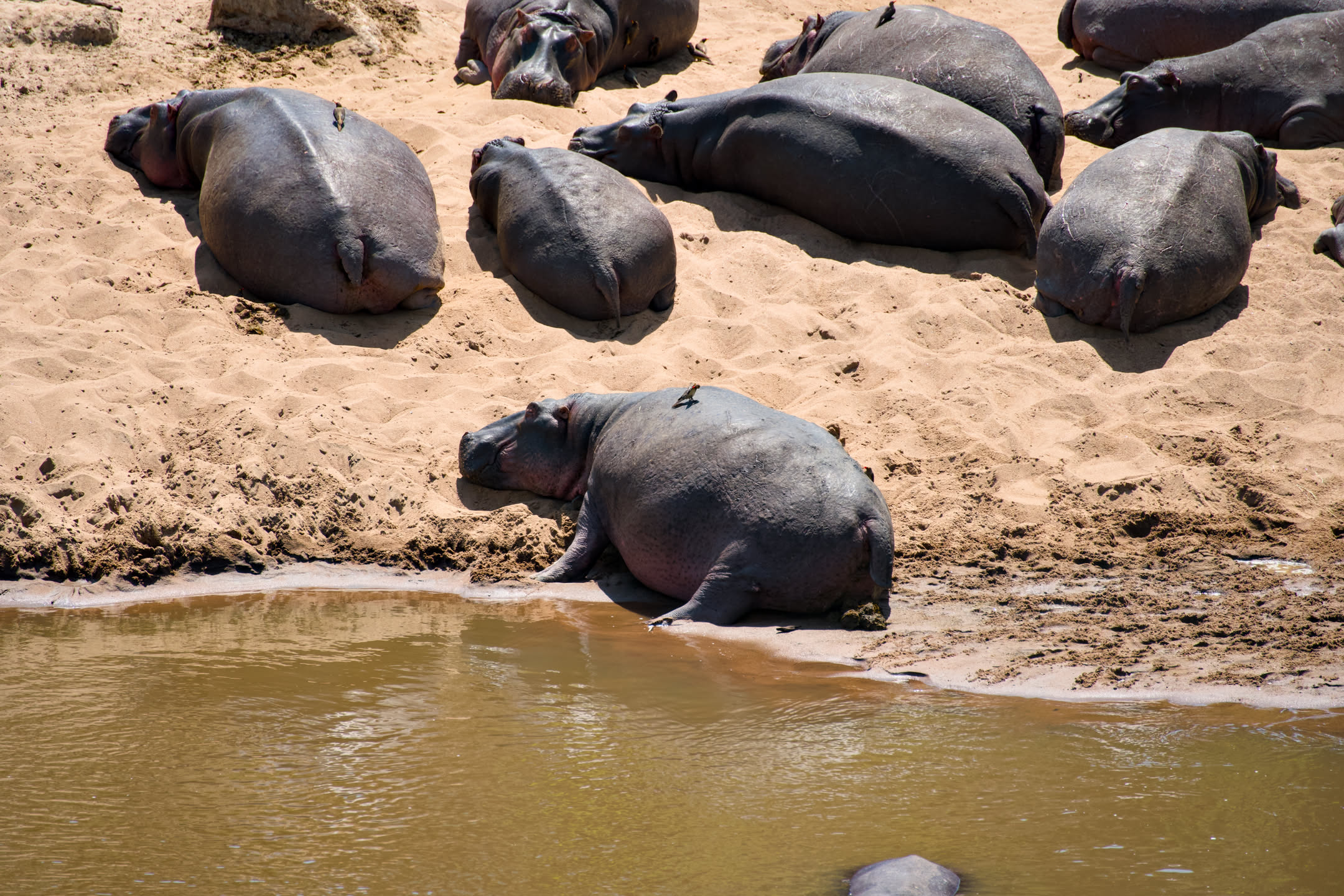 Masai Mara, photograph 122 of 187