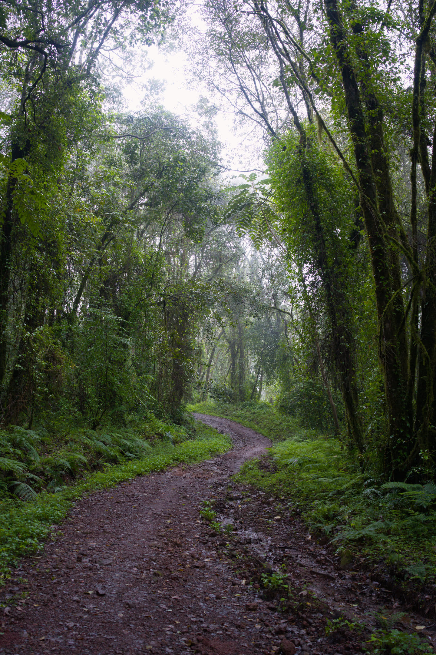 Kilimanjaro, photograph 31 of 45