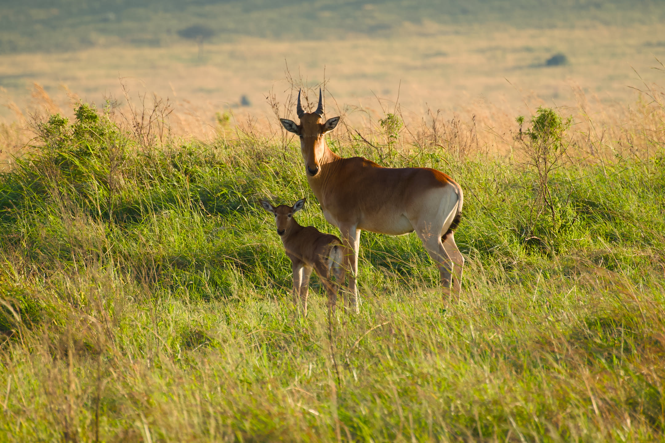 Masai Mara, photograph 50 of 187