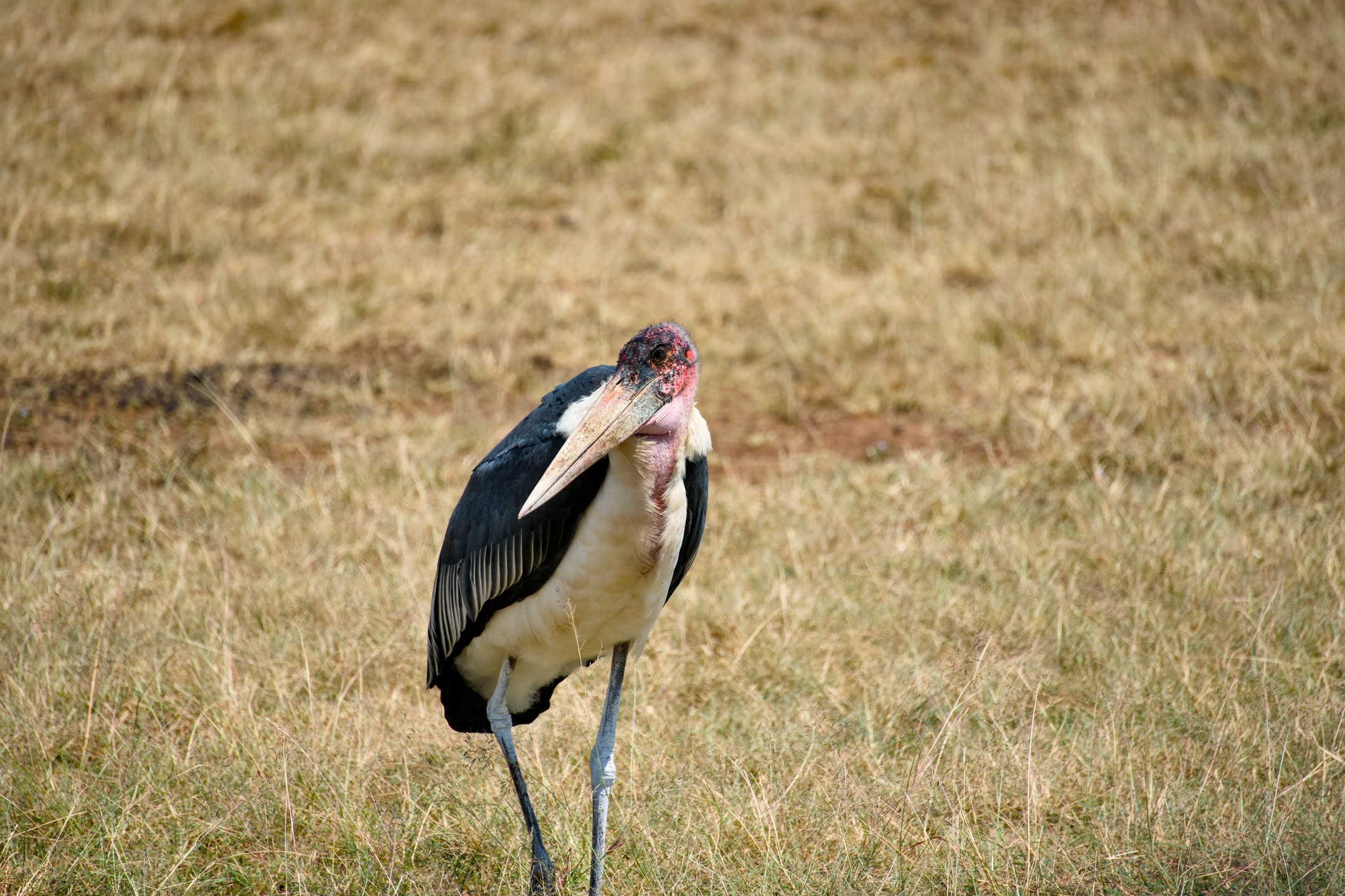Masai Mara, photograph 112 of 187
