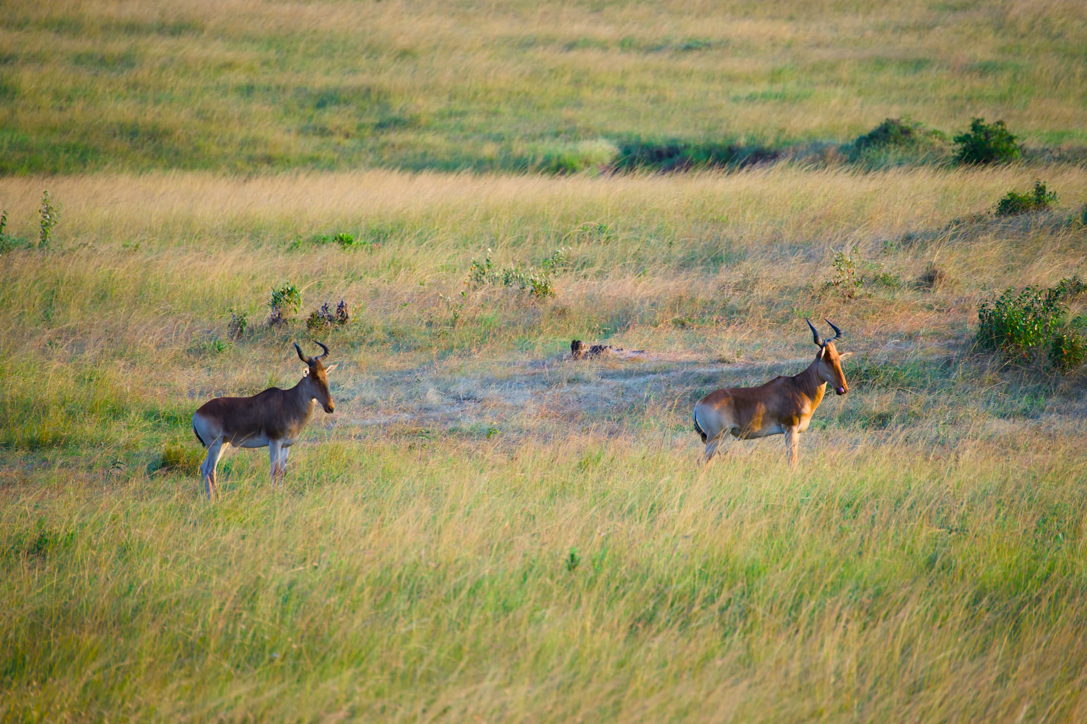 Masai Mara, photograph 165 of 187
