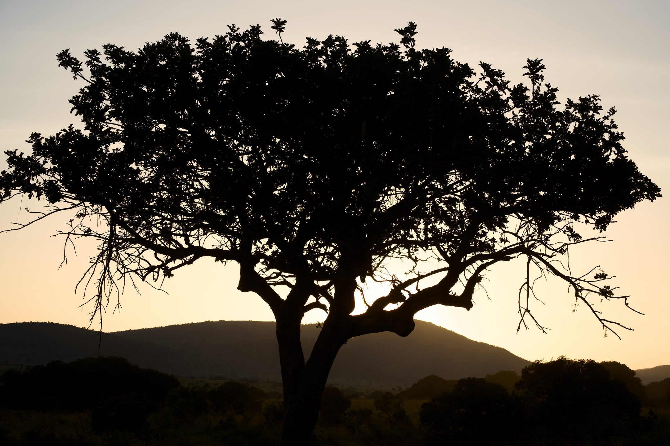 Masai Mara, photograph 1