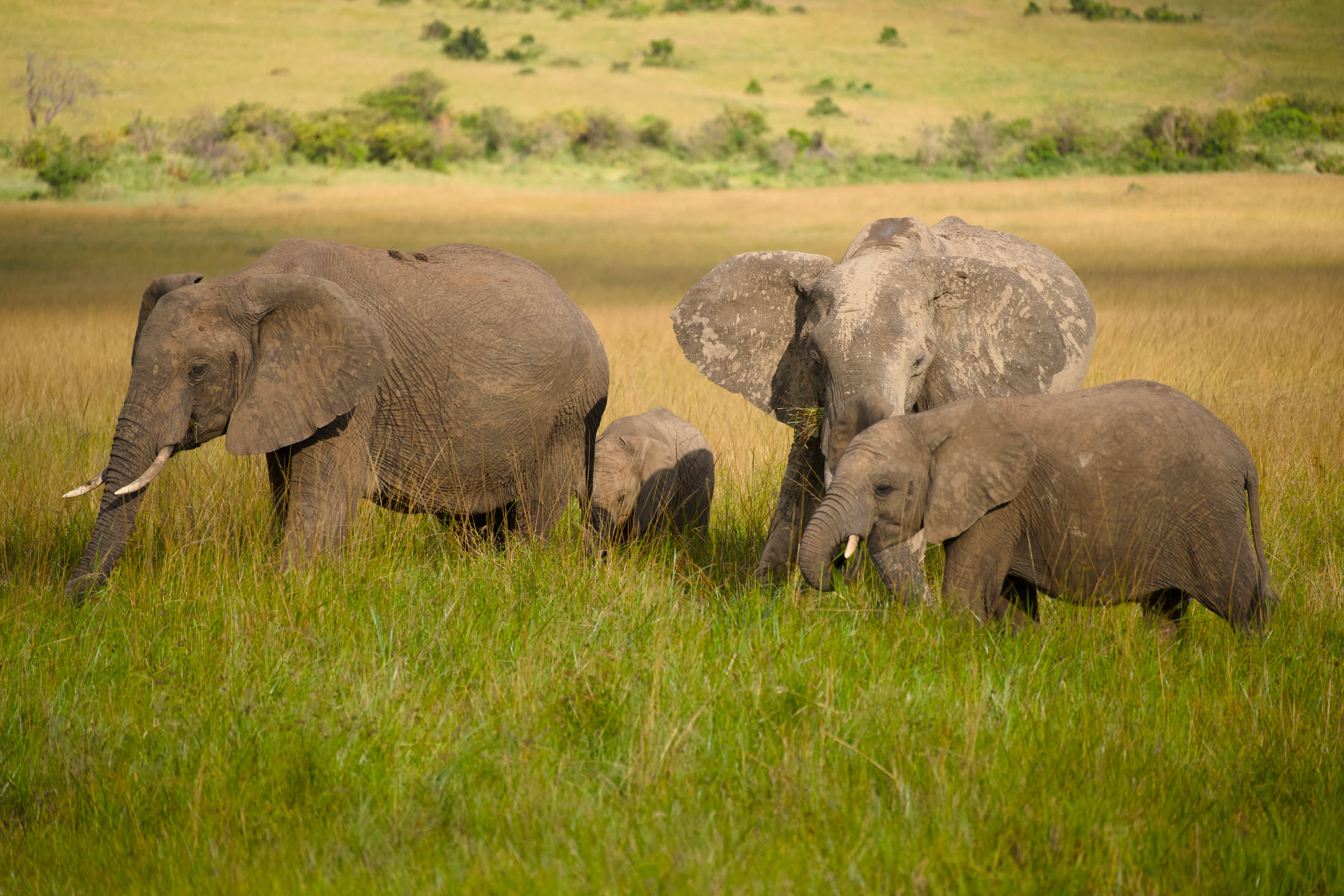 Masai Mara, photograph 79 of 187