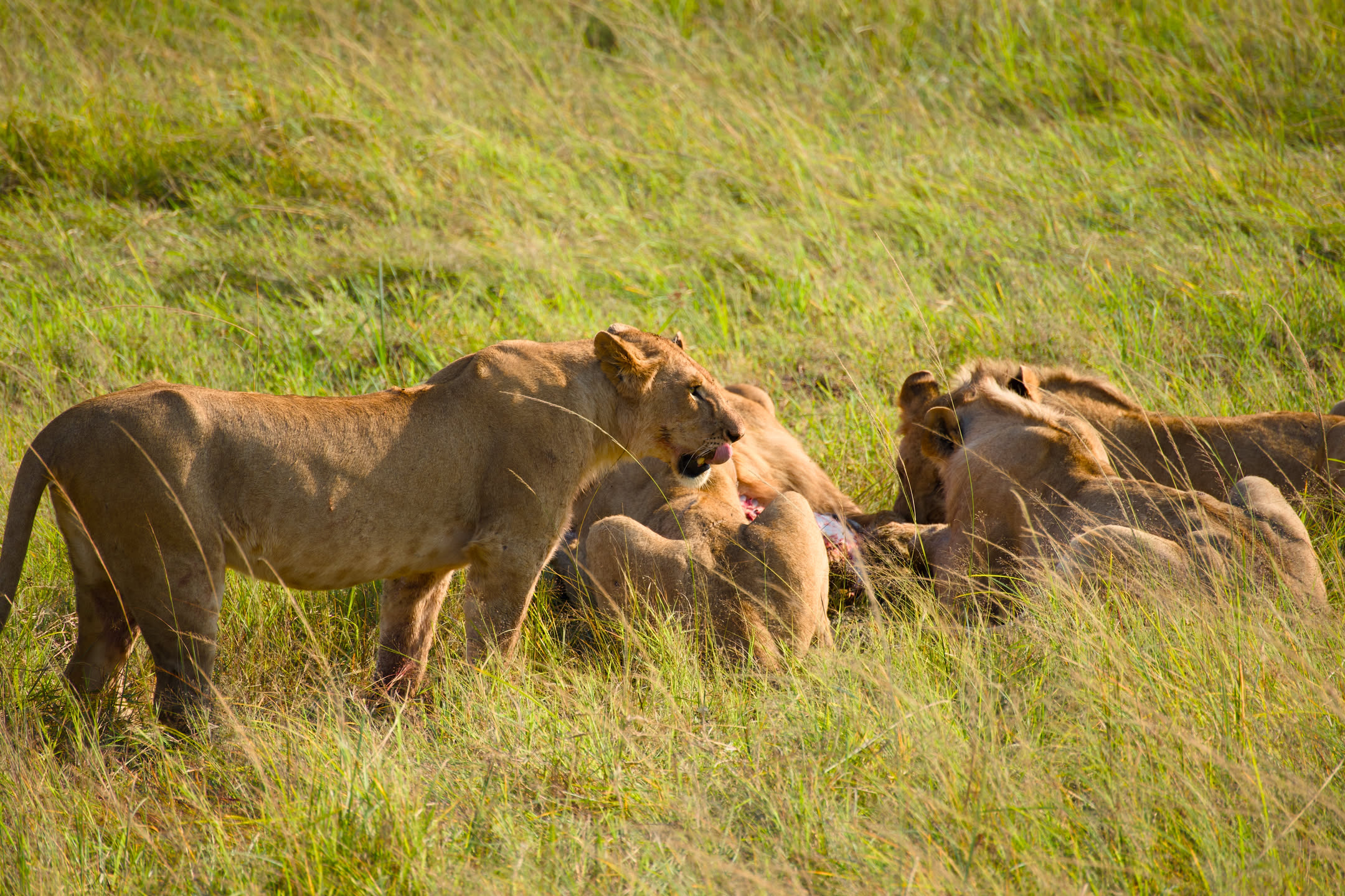 Masai Mara, photograph 1