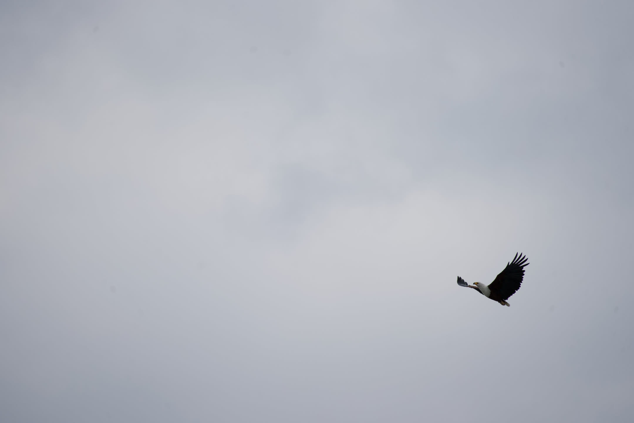 Masai Mara, photograph 3