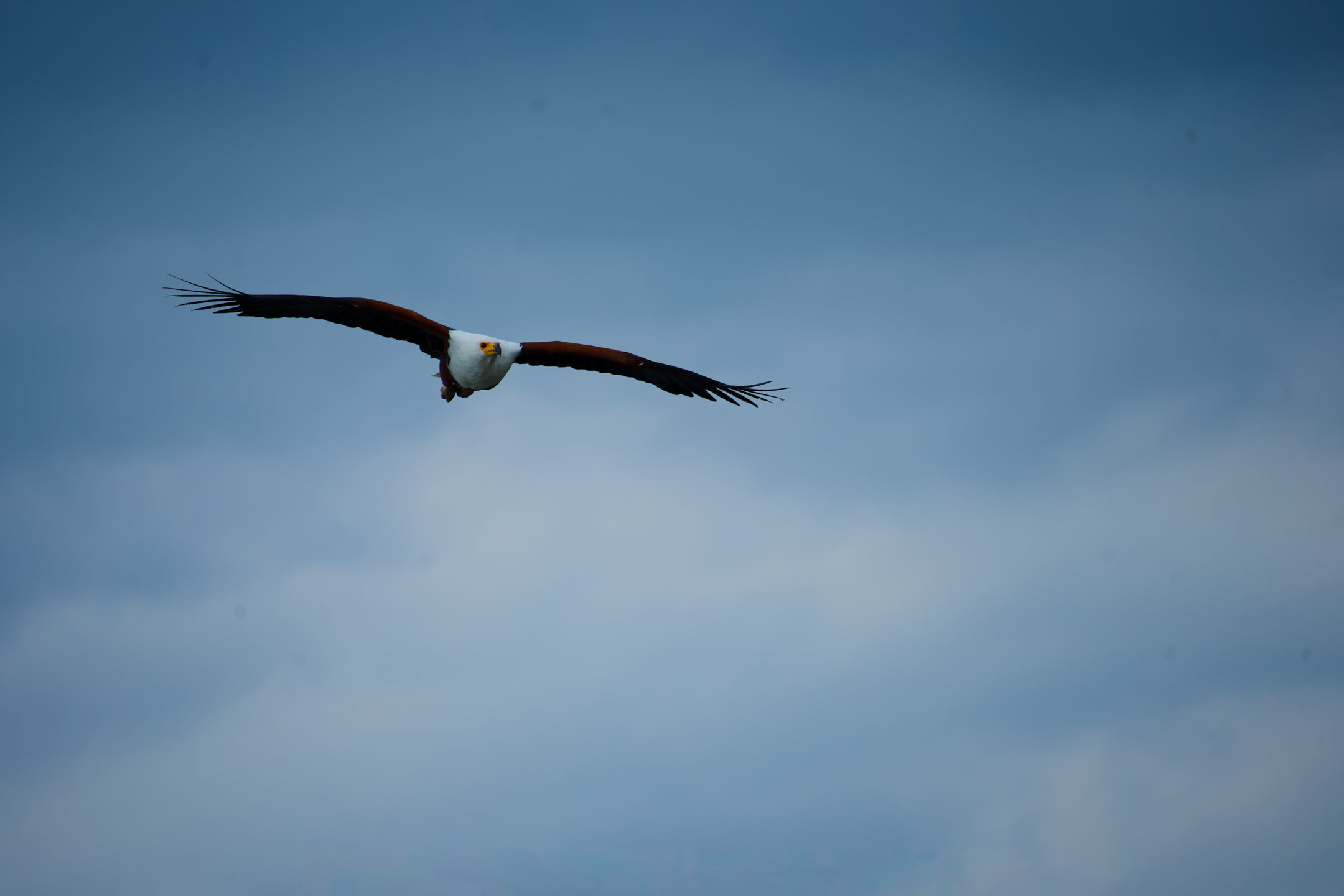 Masai Mara, photograph 4