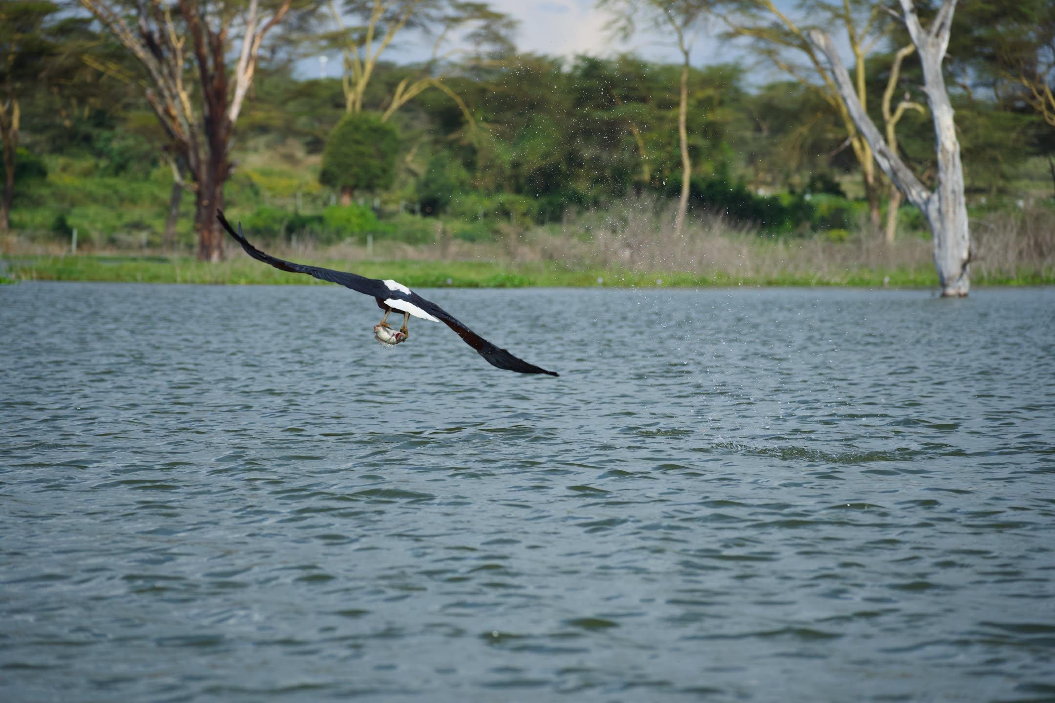Masai Mara, photograph 6