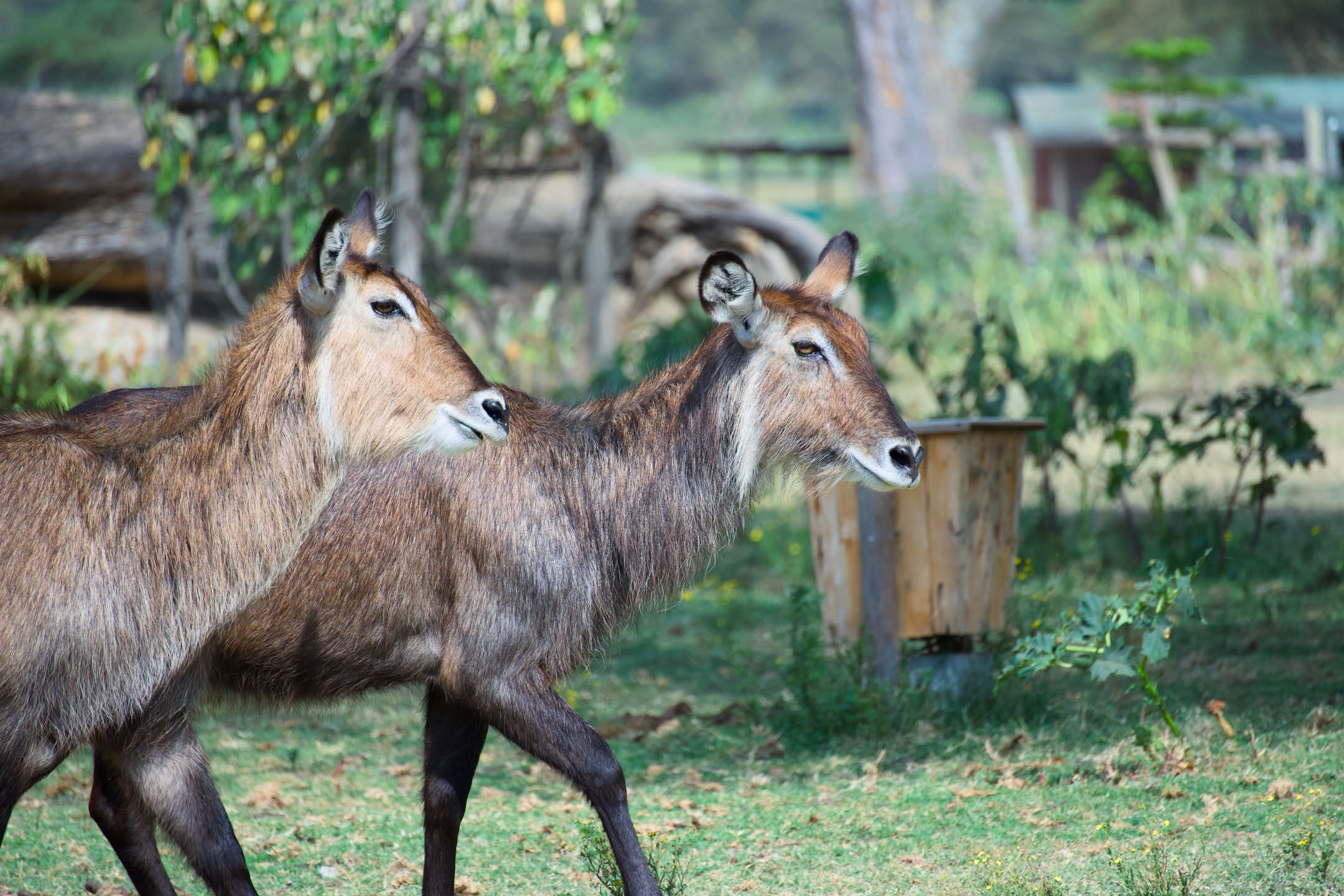Masai Mara, photograph 17 of 187