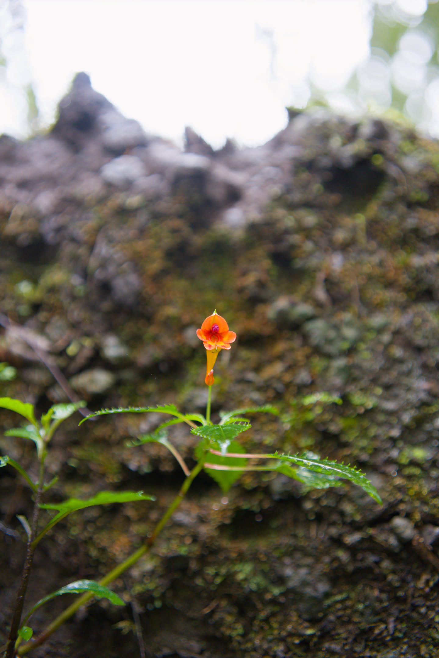 Kilimanjaro, photograph 28 of 45